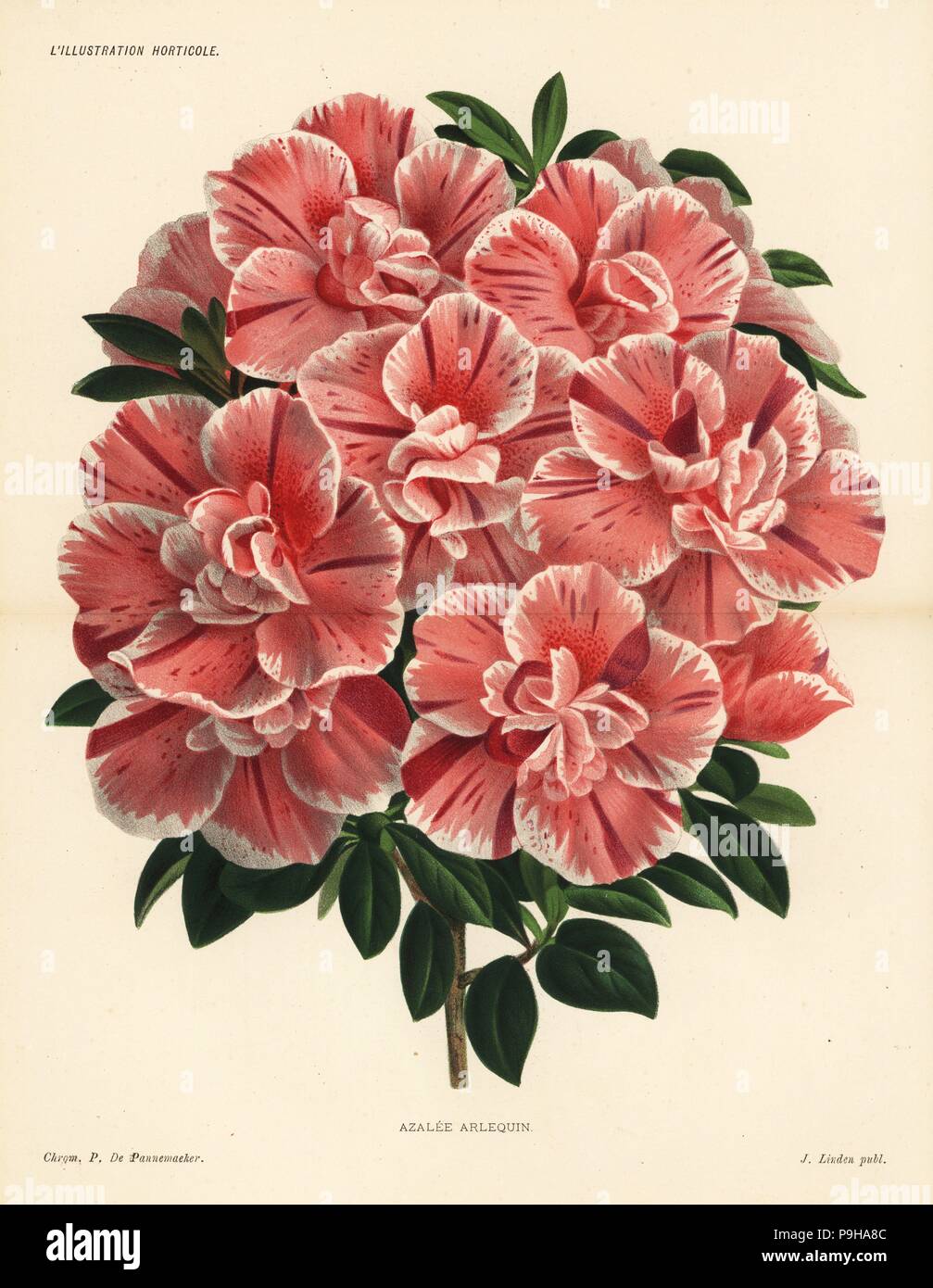 Harlequin azalea hybrid, Rhododendron indica. Chromolithograph by Pieter de Pannemaeker from Jean Linden's l'Illustration Horticole, Brussels, 1885. Stock Photo