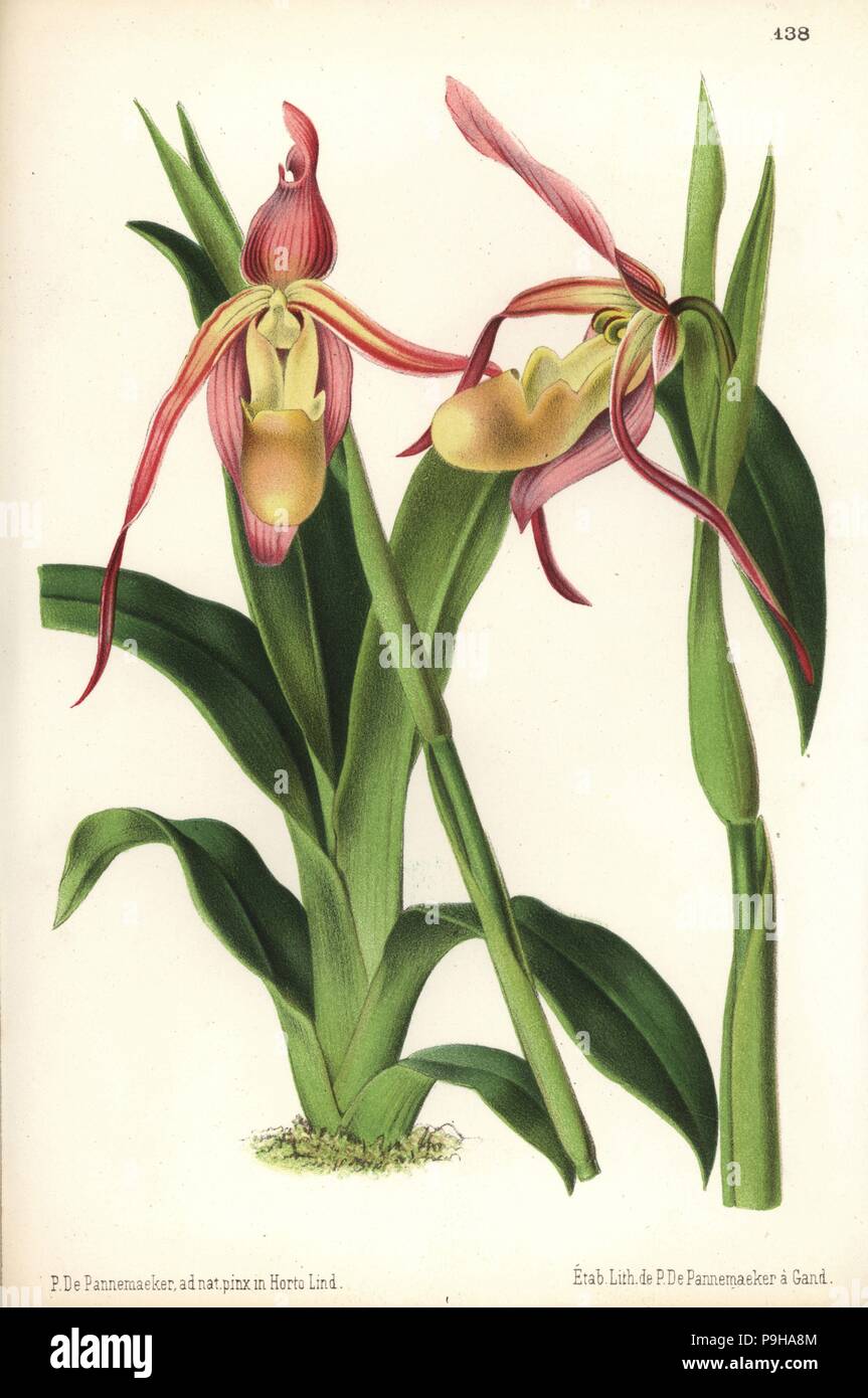 Phragmipedium longifolium orchid. Cypripedium roezlii. Drawn and chromolithographed by P. de Pannemaeker from Jean Linden's l'Illustration Horticole, Brussels, 1873. Stock Photo
