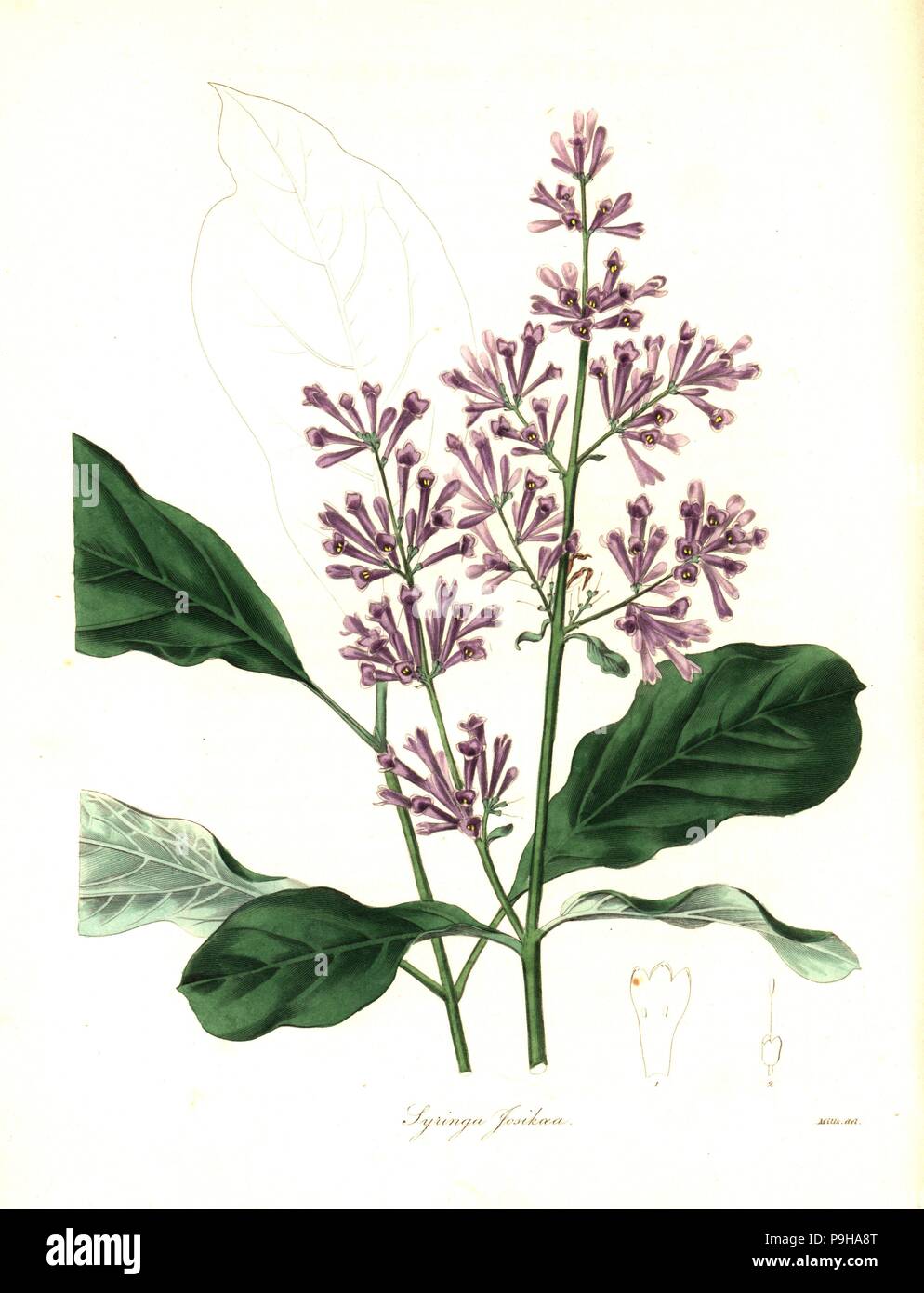 Lady Josika's lilac, Syringa josikaea. Handcoloured copperplate engraving after a botanical illustration by Mills from Benjamin Maund and the Rev. John Stevens Henslow's The Botanist, London, 1836. Stock Photo