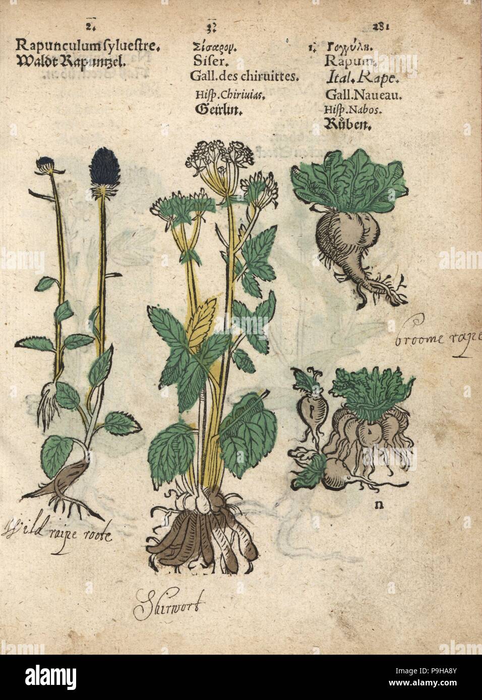 Spiked rampion, Phyteuma spicatum, skirret, Sium sisarum, and turnip, Brassica rapa. Handcoloured woodblock engraving of a botanical illustration from Adam Lonicer's Krauterbuch, or Herbal, Frankfurt, 1557. This from a 17th century pirate edition or atlas of illustrations only, with captions in Latin, Greek, French, Italian, German, and in English manuscript. Stock Photo