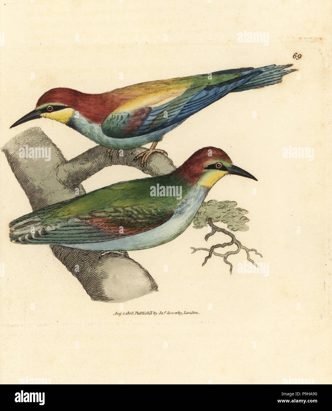 European bee-eater, Merops apiaster. Male and female. Handcoloured copperplate engraving by James Sowerby from The British Miscellany, or Coloured figures of new, rare, or little known animal subjects, London, 1804. Stock Photo
