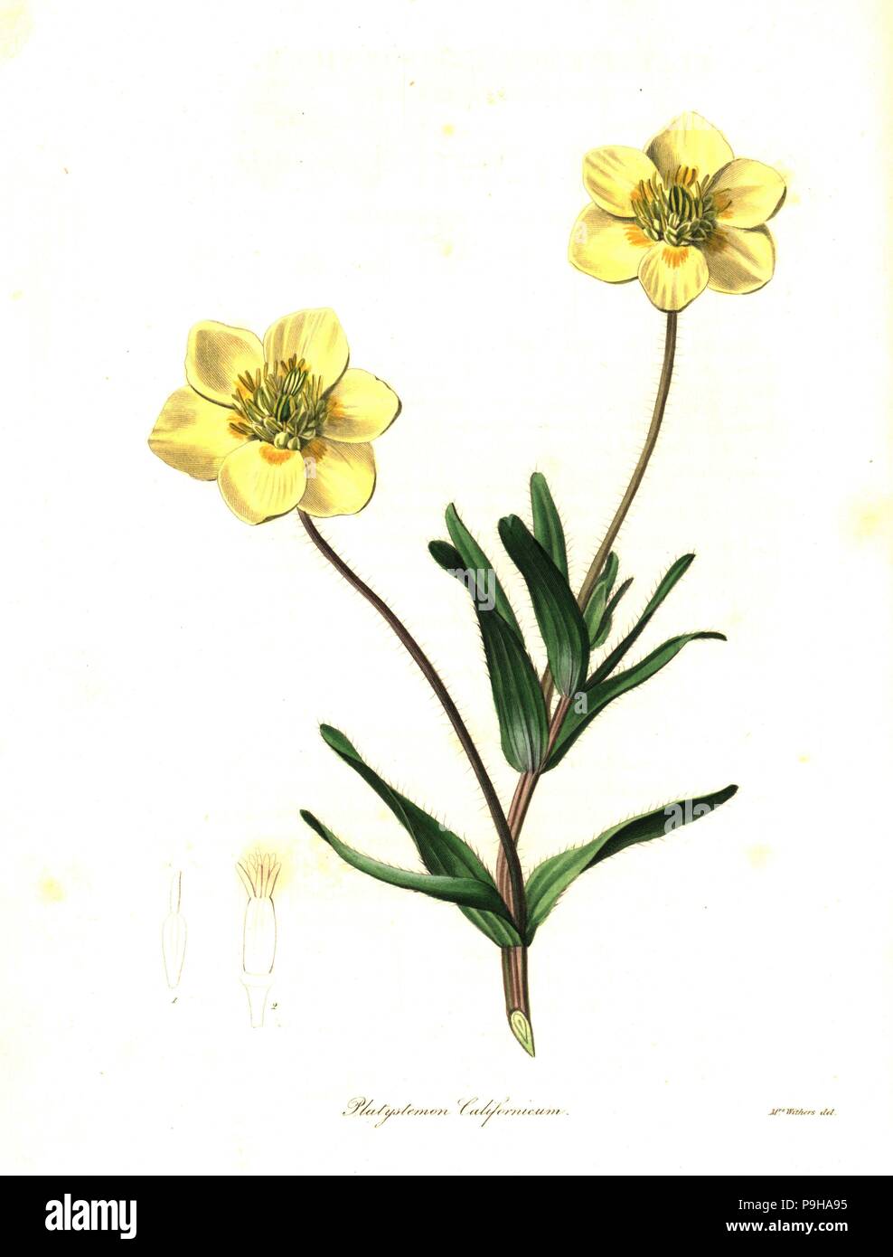 Creamcups or Californian platystemon, Platystemon californicus. Handcoloured copperplate engraving after a botanical illustration by Mrs Augusta Withers from Benjamin Maund and the Rev. John Stevens Henslow's The Botanist, London, 1836. Stock Photo
