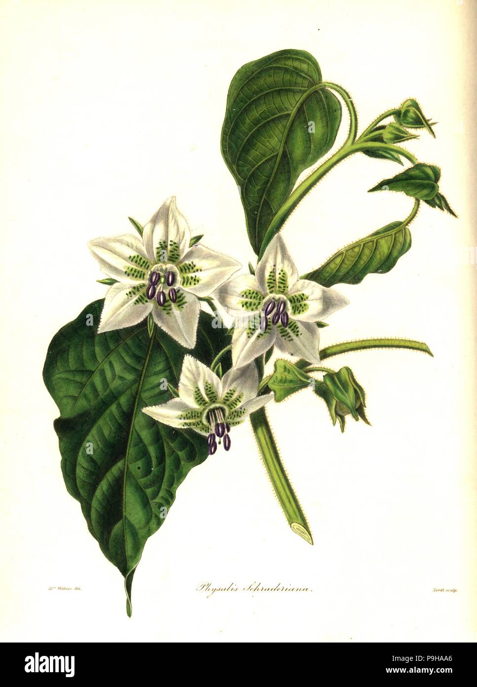 Five eyes, Chamaesaracha viscosa (Schrader's physalis, Physalis schraderiana). Handcoloured copperplate engraving by S. Nevitt after a botanical illustration by Mrs Augusta Withers from Benjamin Maund and the Rev. John Stevens Henslow's The Botanist, London, 1836. Stock Photo