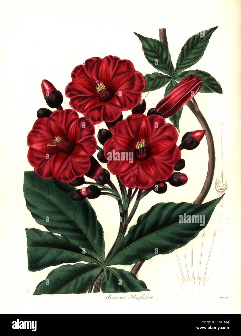 Mrs. Horsfall's ipomoea, Ipomoea horsfalliae. Handcoloured copperplate engraving after a botanical illustration by Mills from Benjamin Maund and the Rev. John Stevens Henslow's The Botanist, London, 1836. Stock Photo