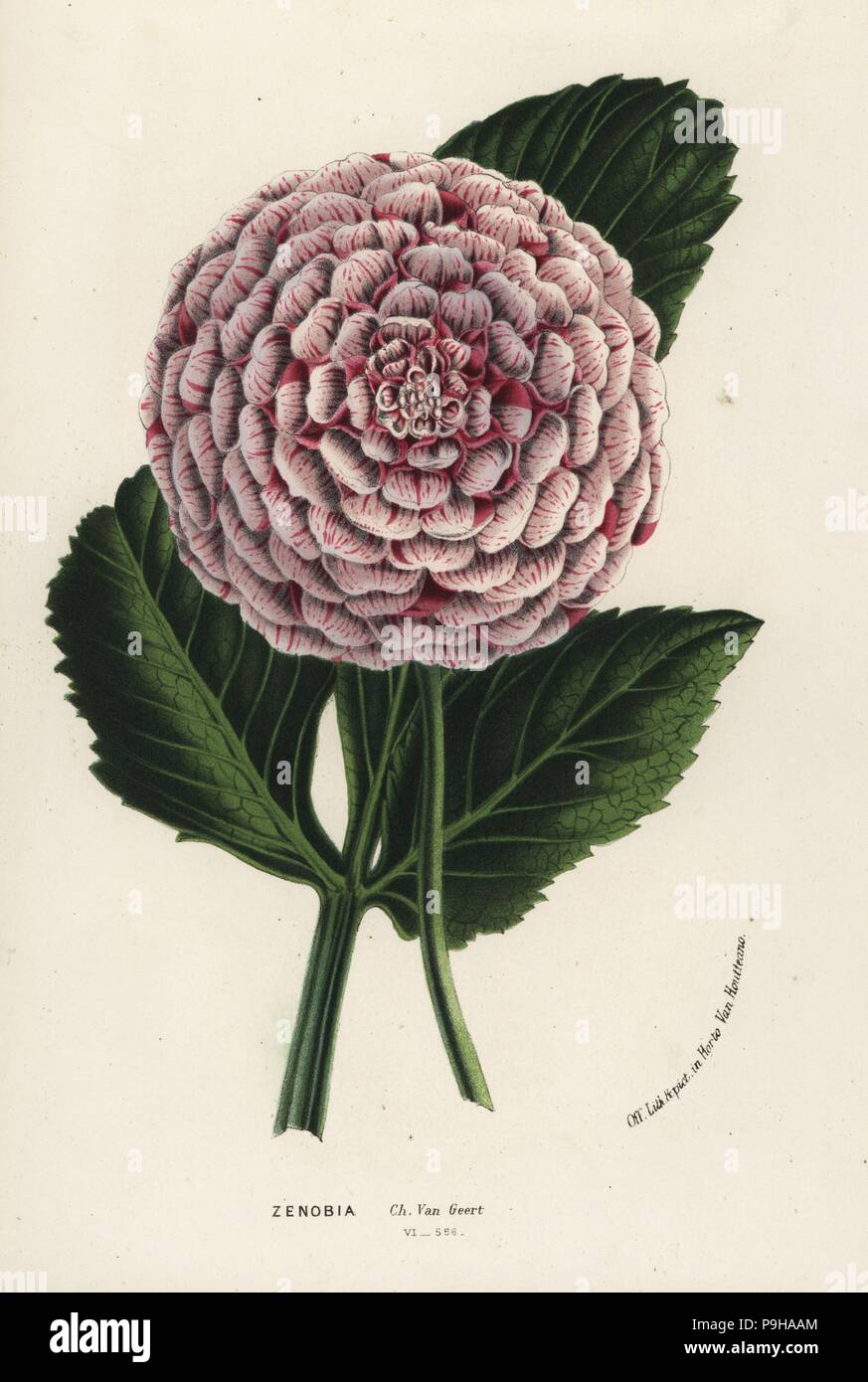 Zenobia dahlia hybrid, Dahlia coccinea. Handcoloured lithograph from Louis van Houtte and Charles Lemaire's Flowers of the Gardens and Hothouses of Europe, Flore des Serres et des Jardins de l'Europe, Ghent, Belgium, 1867-1868. Stock Photo