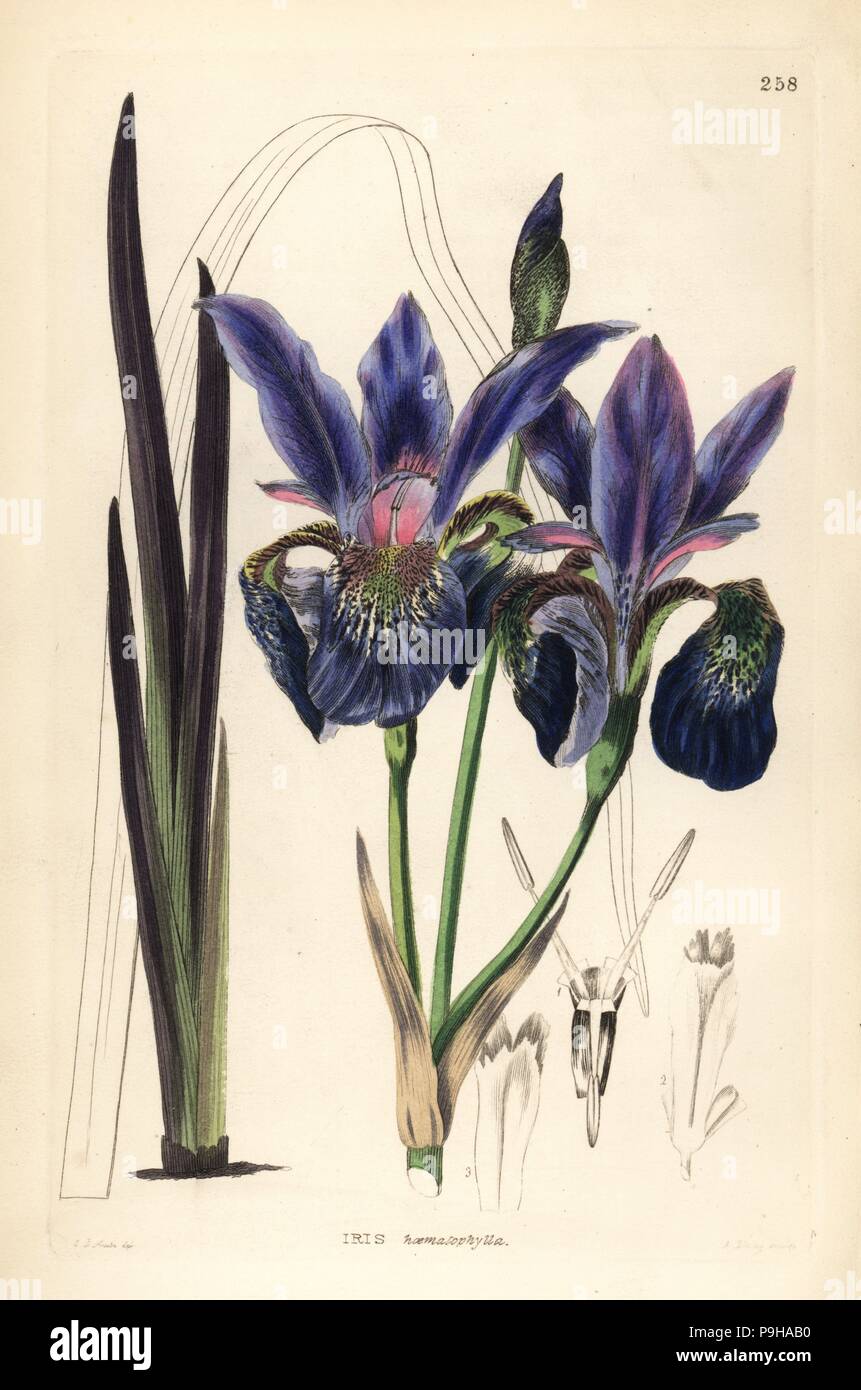 Blood iris, Iris sanguinea (Red-leaved flower de luce, Iris haematophylla). Handcoloured copperplate engraving by A. Bailey after Edwin Dalton Smith from John Lindley and Robert Sweet's Ornamental Flower Garden and Shrubbery, G. Willis, London, 1854. Stock Photo