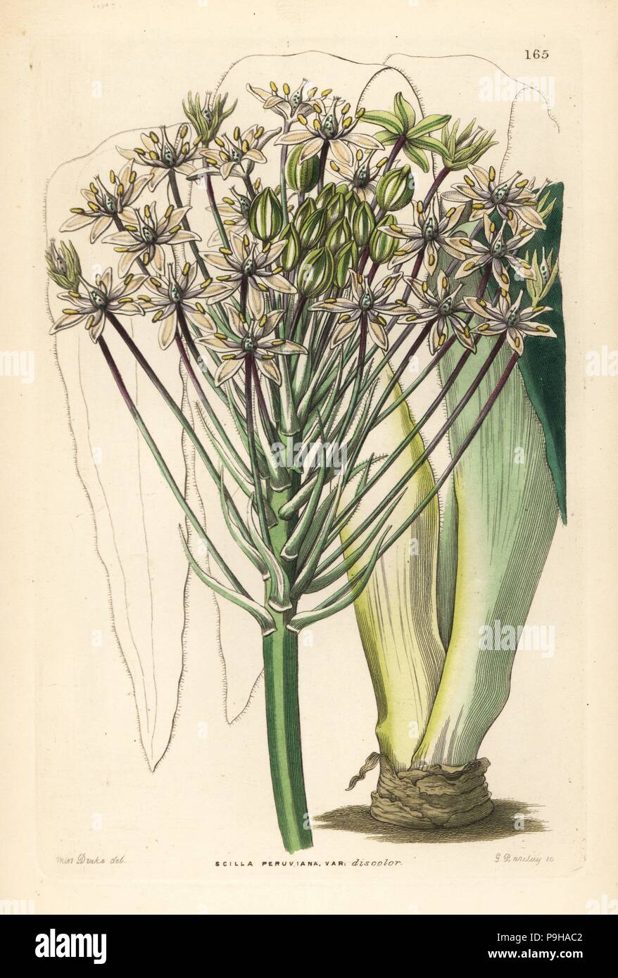Portuguese squill, Scilla peruviana (Dingy-flowered Peruvian squill, Scilla peruviana var. discolor). Handcoloured copperplate engraving by G. Barclay after Miss Sarah Drake from John Lindley and Robert Sweet's Ornamental Flower Garden and Shrubbery, G. Willis, London, 1854. Stock Photo