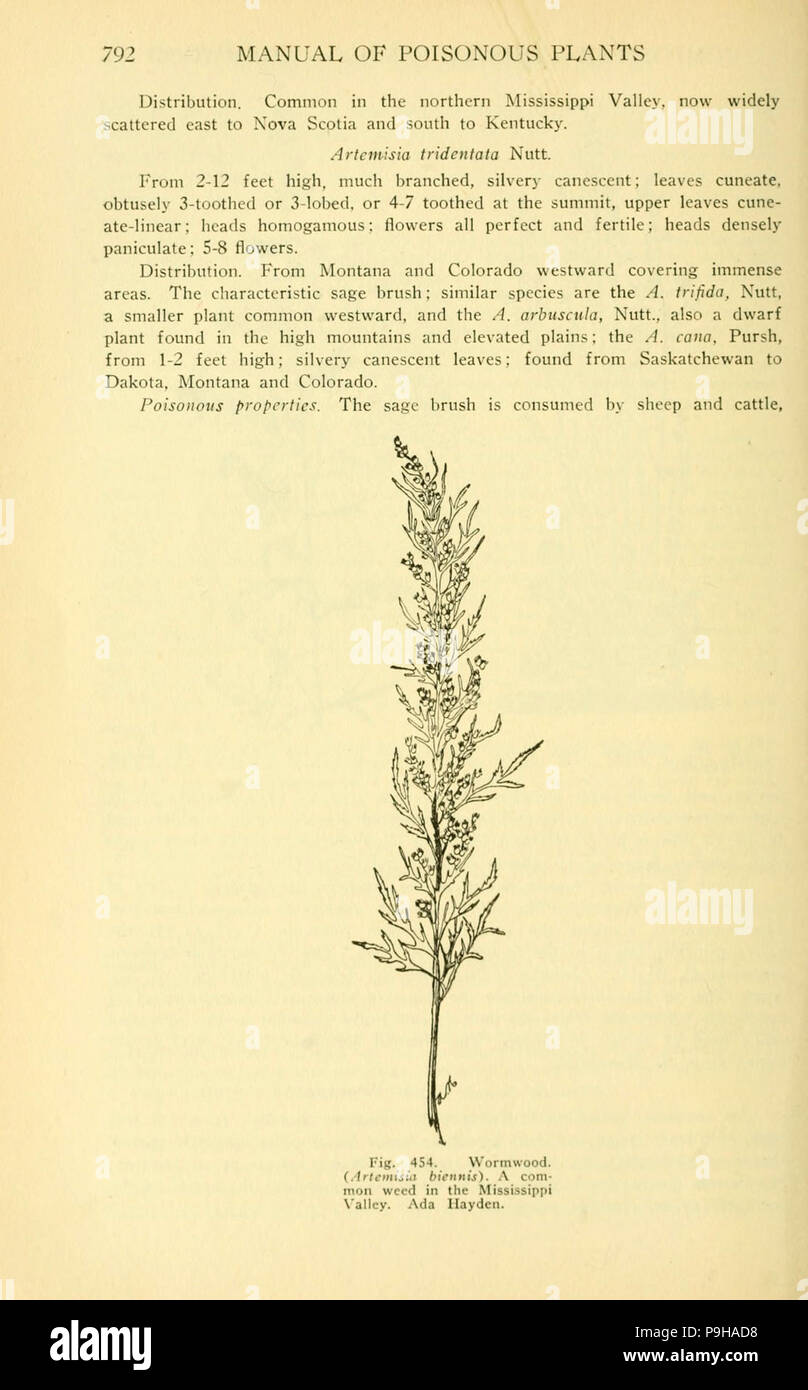 A manual of poisonous plants (Page 792, Fig. 454) Stock Photo