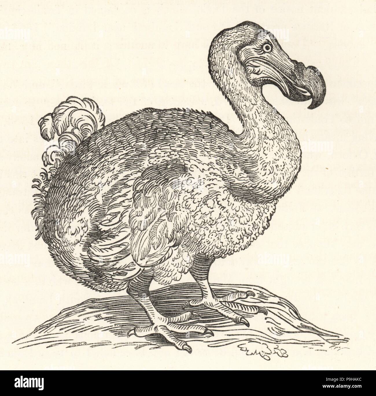 Willem Piso's illustration of the dodo, from Gulielmi Pisonis Medici Amstelaedamensis, 1658. Wood engraving from Hugh Edwin Strickland and Alexander Gordon Melville's The Dodo and its Kindred, London, Reeve, Benham and Reeve, 1848. Stock Photo