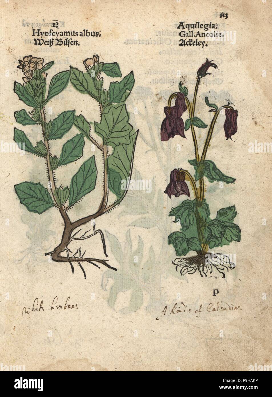White henbane, Hyoscyamus albus, and columbine, Aquilegia vulgaris. Handcoloured woodblock engraving of a botanical illustration from Adam Lonicer's Krauterbuch, or Herbal, Frankfurt, 1557. This from a 17th century pirate edition or atlas of illustrations only, with captions in Latin, Greek, French, Italian, German, and in English manuscript. Stock Photo