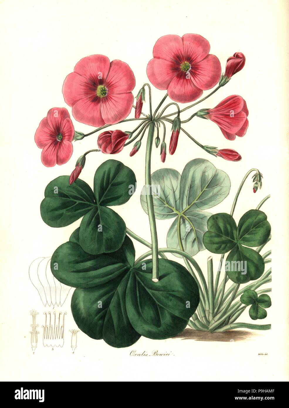 Bowie's oxalis, Oxalis bowiei. Handcoloured copperplate engraving after a botanical illustration by Mills from Benjamin Maund and the Rev. John Stevens Henslow's The Botanist, London, 1836. Stock Photo