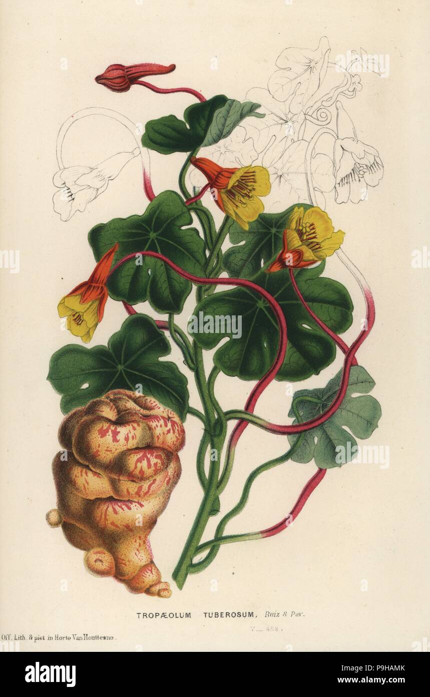Mashua or tuberous nasturtium, Tropaeolum tuberosum. Handcoloured lithograph from Louis van Houtte and Charles Lemaire's Flowers of the Gardens and Hothouses of Europe, Flore des Serres et des Jardins de l'Europe, Ghent, Belgium, 1867-1868. Stock Photo