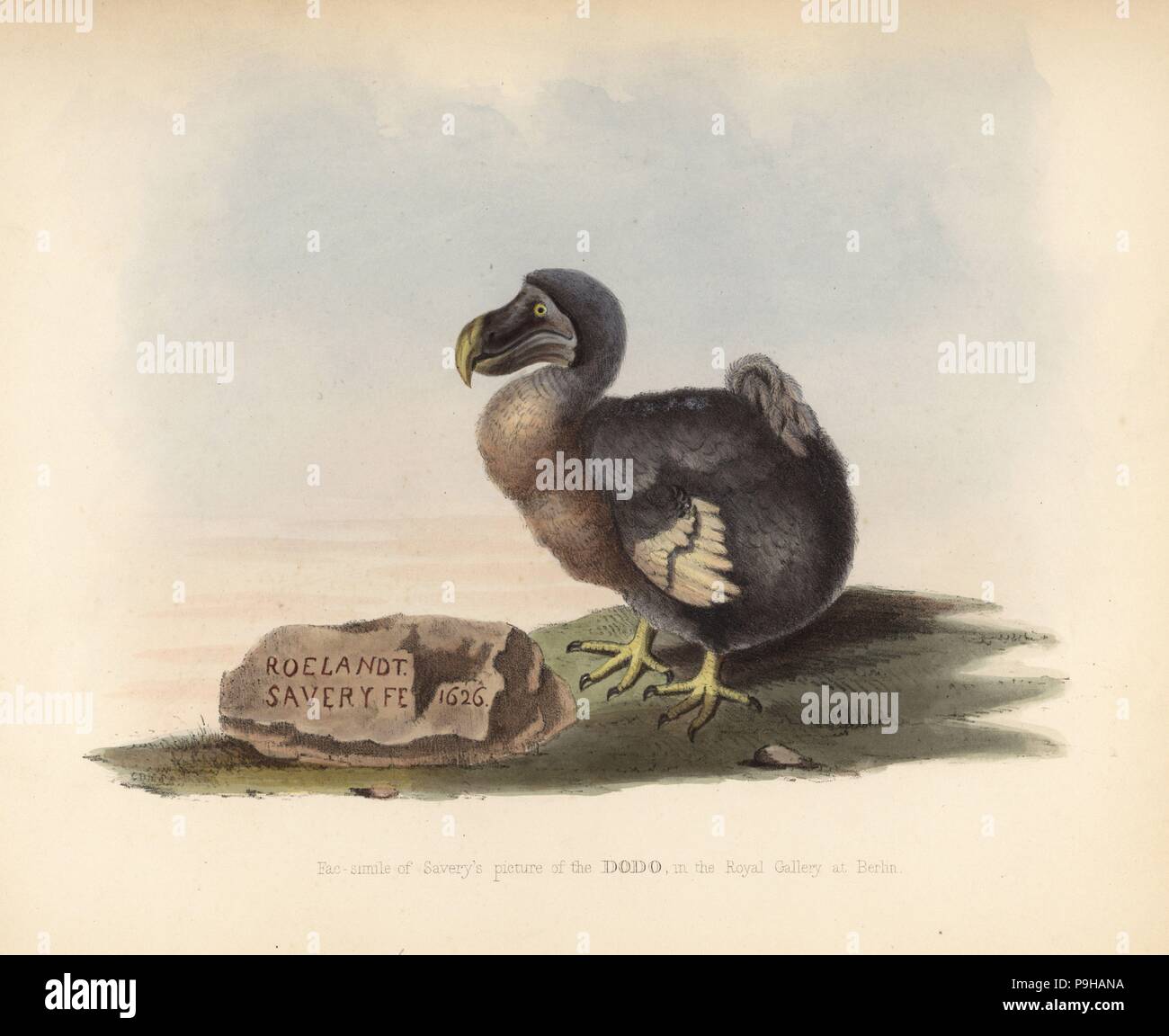 Facsimile of a picture of a dodo by Roelandt Savery in the Royal ...