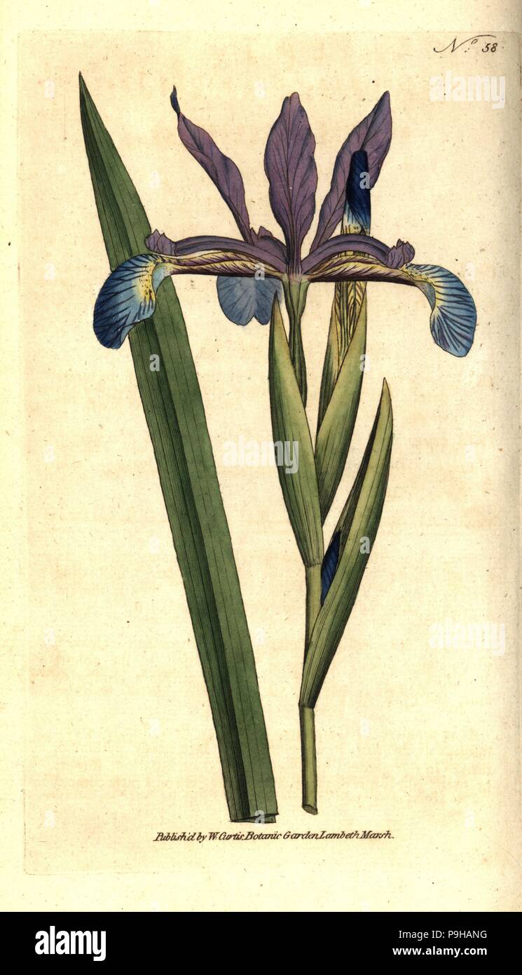 Spurious iris, Iris spuria. Handcolured copperplate engraving after a botanical illustration by James Sowerby from William Curtis' The Botanical Magazine, Lambeth Marsh, London, 1787. Stock Photo