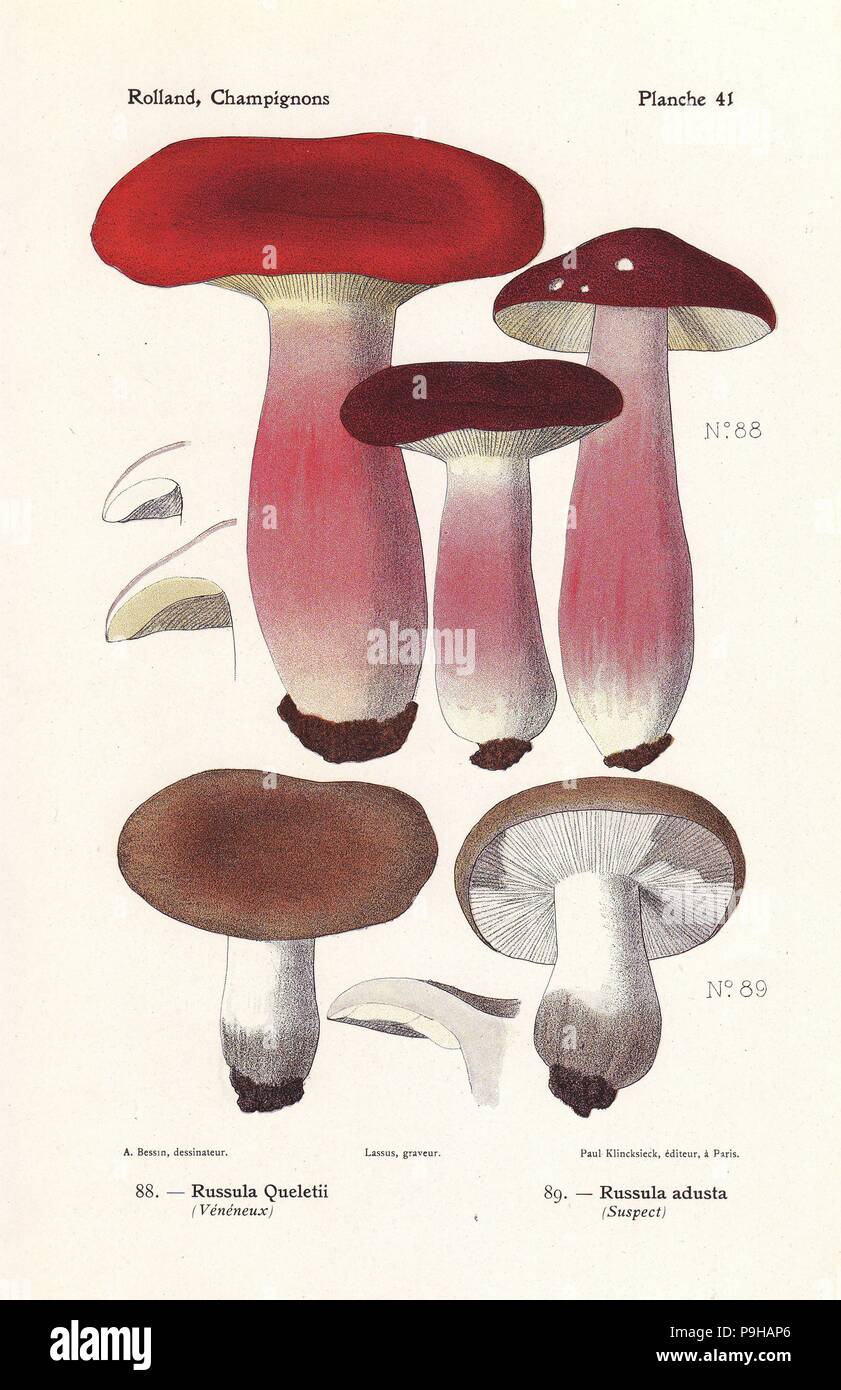 Gooseberry russula, Russula queletii, and winecork brittlegill, Russula adusta. Chromolithograph by Lassus after an illustration by A. Bessin from Leon Rolland's Guide to Mushrooms from France, Switzerland and Belgium, Atlas des Champignons, Paul Klincksieck, Paris, 1910. Stock Photo