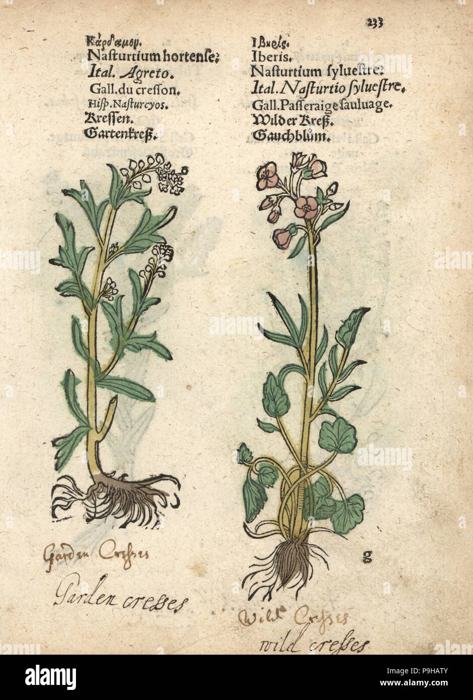 Garden cress, Lepidium sativum, and creeping yellowcress, Rorippa sylvestris. Handcoloured woodblock engraving of a botanical illustration from Adam Lonicer's Krauterbuch, or Herbal, Frankfurt, 1557. This from a 17th century pirate edition or atlas of illustrations only, with captions in Latin, Greek, French, Italian, German, and in English manuscript. Stock Photo