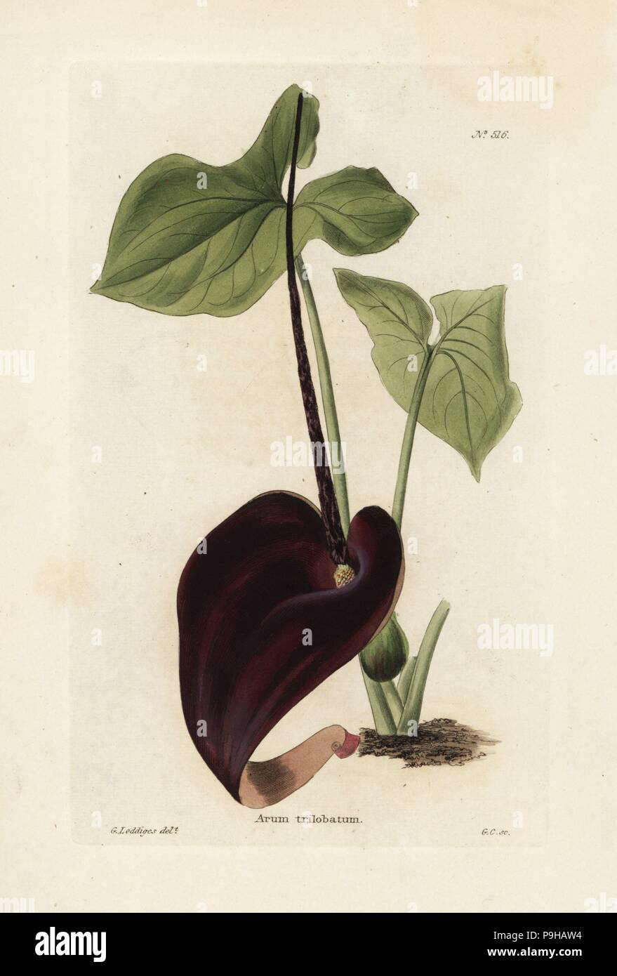 Typhonium trilobatum (Arum trilobatum). Handcoloured copperplate engraving by George Cooke after an illustration by George Loddiges from Conrad Loddiges' Botanical Cabinet, Hackney, London, 1821. Stock Photo