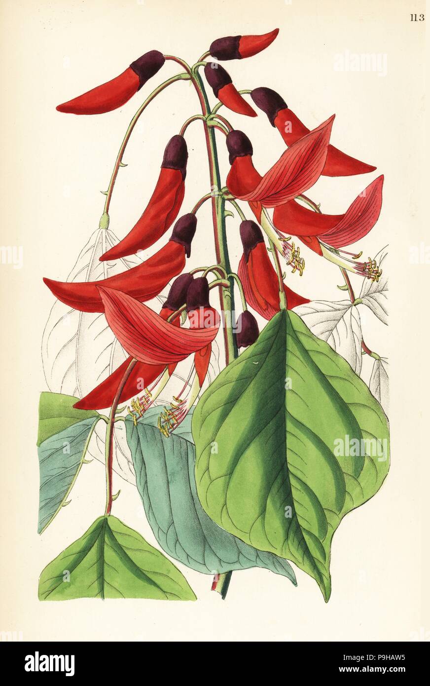 Mr. Bidwill's erythrina, Erythrina bidwillii. Flame tree or coral tree. Hybrid of Erythrina herbacea x Erythrina crista-galli. Handcoloured copperplate engraving from John Lindley and Robert Sweet's Ornamental Flower Garden and Shrubbery, G. Willis, London, 1854. Stock Photo