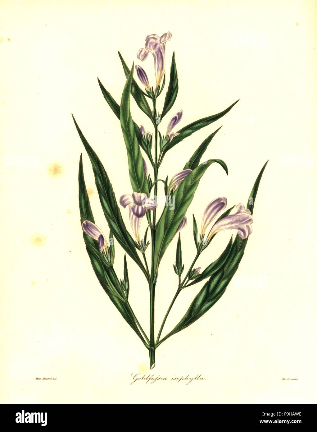 Strobilanthes persicifolia (Equal-leaved goldfussia, Goldfussia isophylla). Handcoloured copperplate engraving by S. Nevitt after a botanical illustration by Miss Maund from Benjamin Maund and the Rev. John Stevens Henslow's The Botanist, London, 1836. Stock Photo