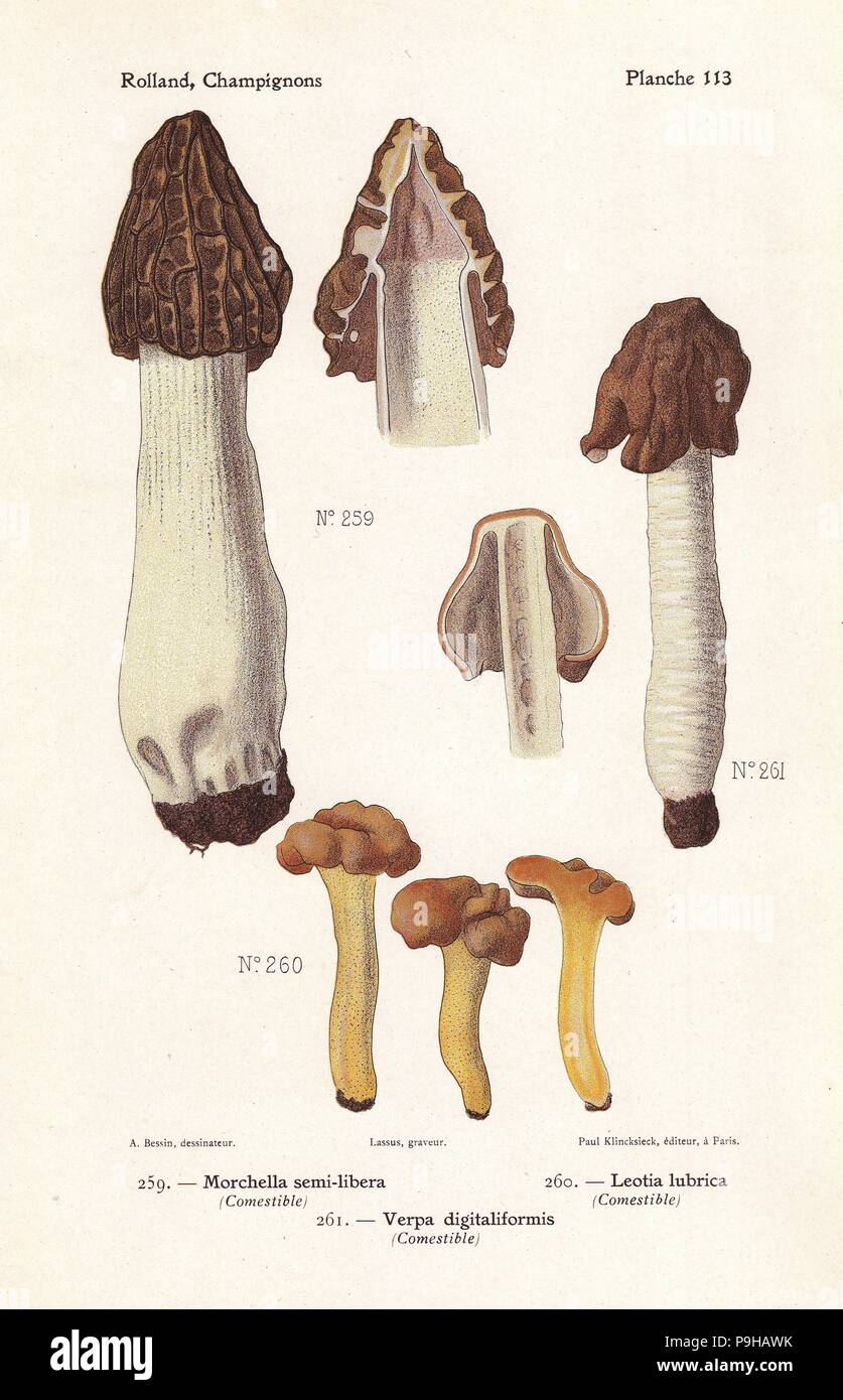 Half-free morel, Morchella semilibera, jelly baby, Leotia lubrica, and false morel, Verpa digitaliformis. Chromolithograph by Lassus after an illustration by A. Bessin from Leon Rolland's Guide to Mushrooms from France, Switzerland and Belgium, Atlas des Champignons, Paul Klincksieck, Paris, 1910. Stock Photo