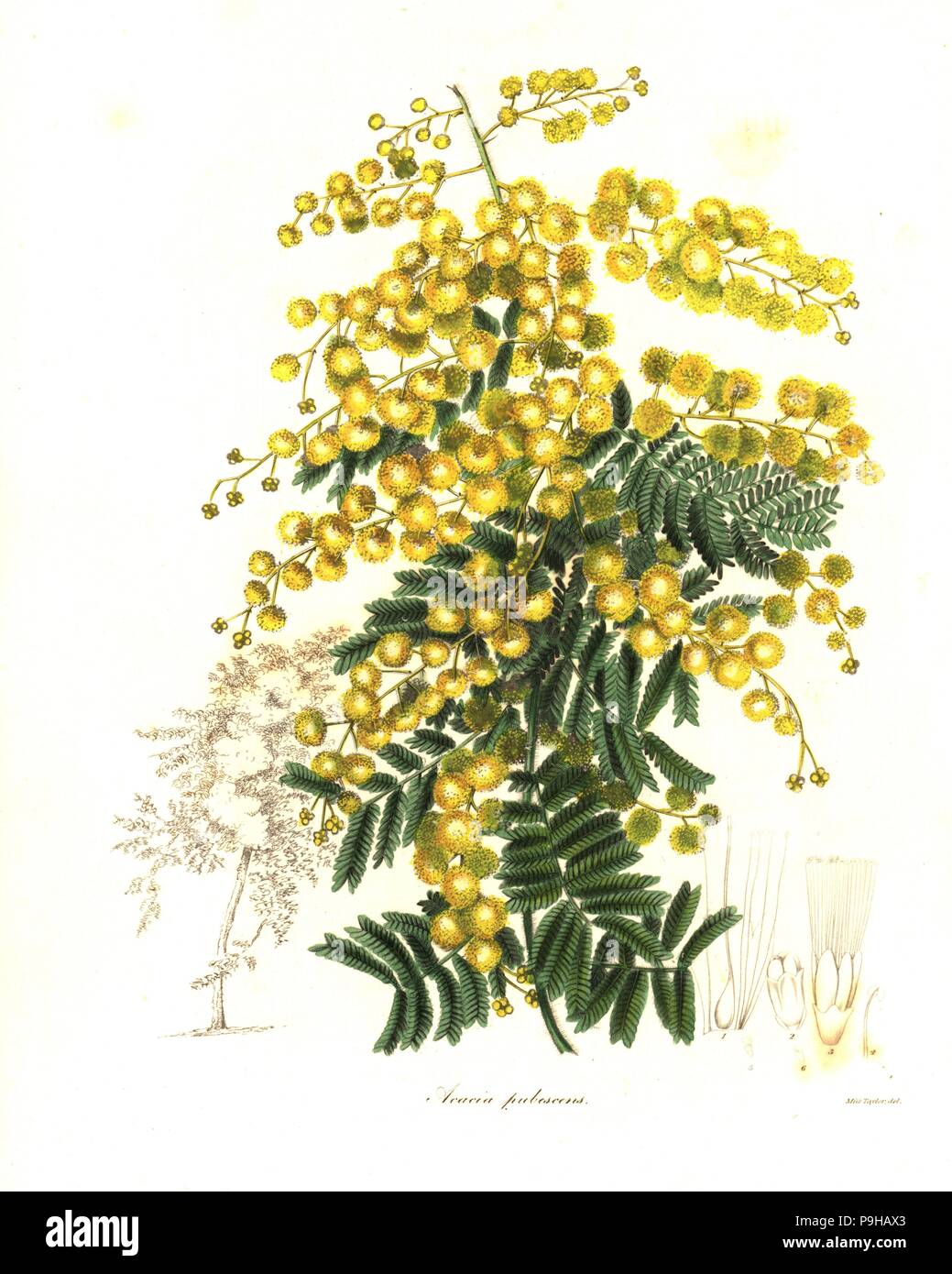 Downy wattle or pubescent acacia, Acacia pubescens. Endangered.Handcoloured copperplate engraving after a botanical illustration by Miss Jane Taylor from Benjamin Maund and the Rev. John Stevens Henslow's The Botanist, London, 1836. Stock Photo