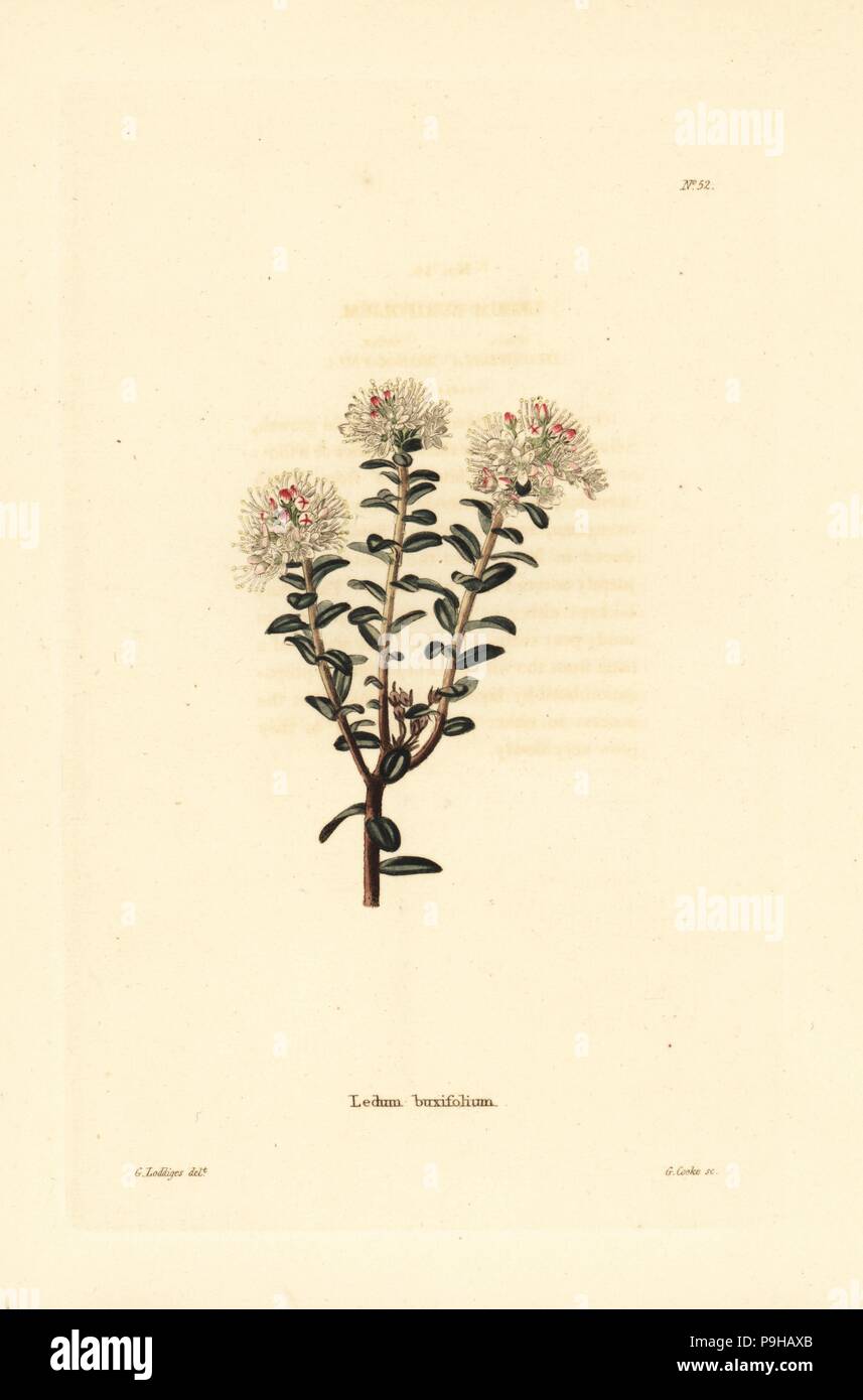 Sandmyrtle, Kalmia buxifolia (Ledum buxifolium). Handcoloured copperplate engraving by George Cooke after George Loddiges from Conrad Loddiges' Botanical Cabinet, Hackney, 1817. Stock Photo