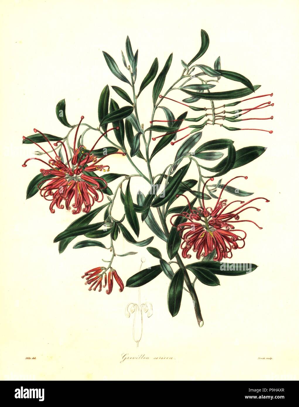 Pink spider flower or silky grevillea, Grevillea sericea. Australia. Handcoloured copperplate engraving by S. Nevitt after a botanical illustration by Mills from Benjamin Maund and the Rev. John Stevens Henslow's The Botanist, London, 1836. Stock Photo
