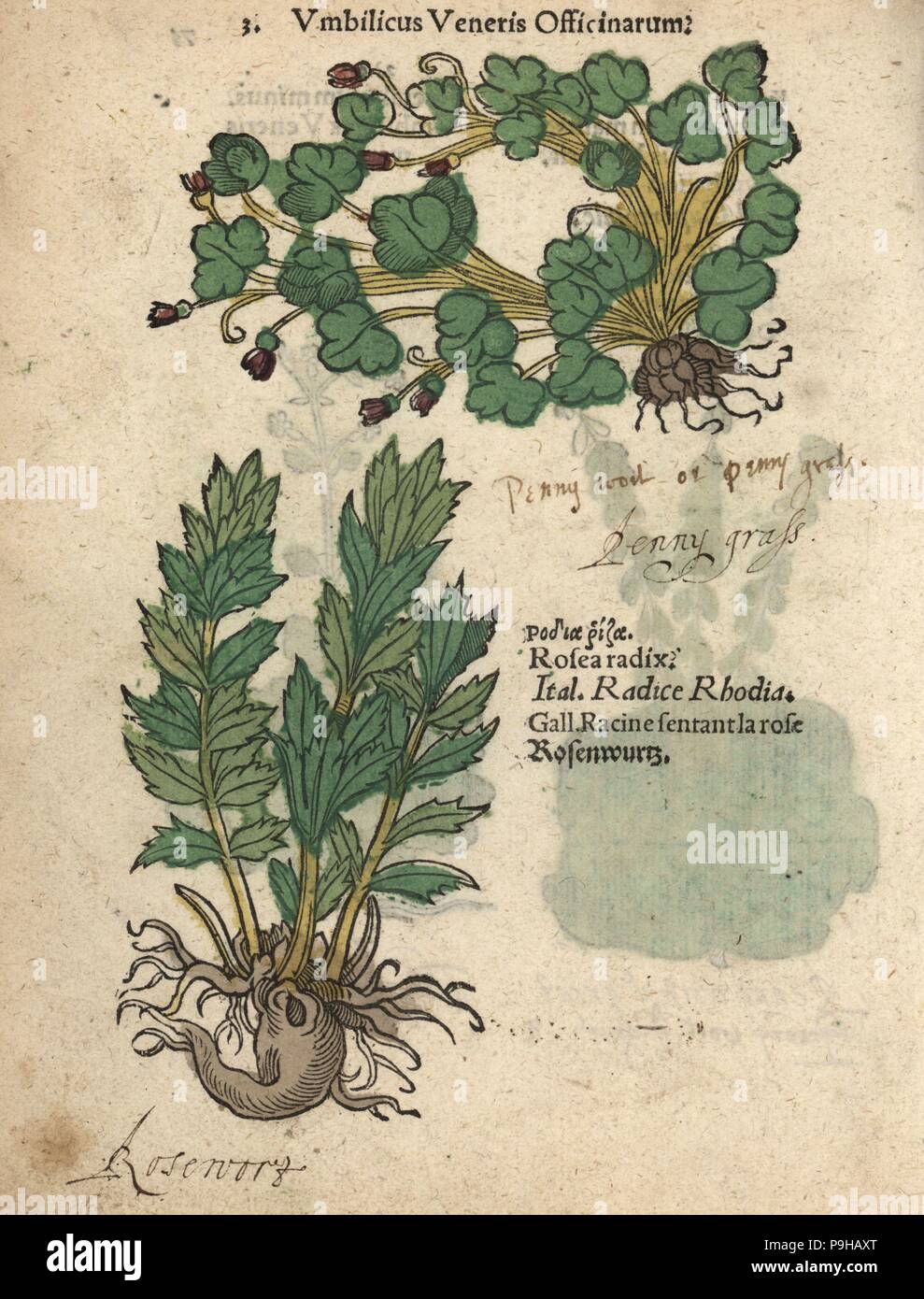 Ivy-leaved toadflax, Cymbalaria muralis, and rose root, Rhodiola rosea radix. Handcoloured woodblock engraving of a botanical illustration from Adam Lonicer's Krauterbuch, or Herbal, Frankfurt, 1557. This from a 17th century pirate edition or atlas of illustrations only, with captions in Latin, Greek, French, Italian, German, and in English manuscript. Stock Photo