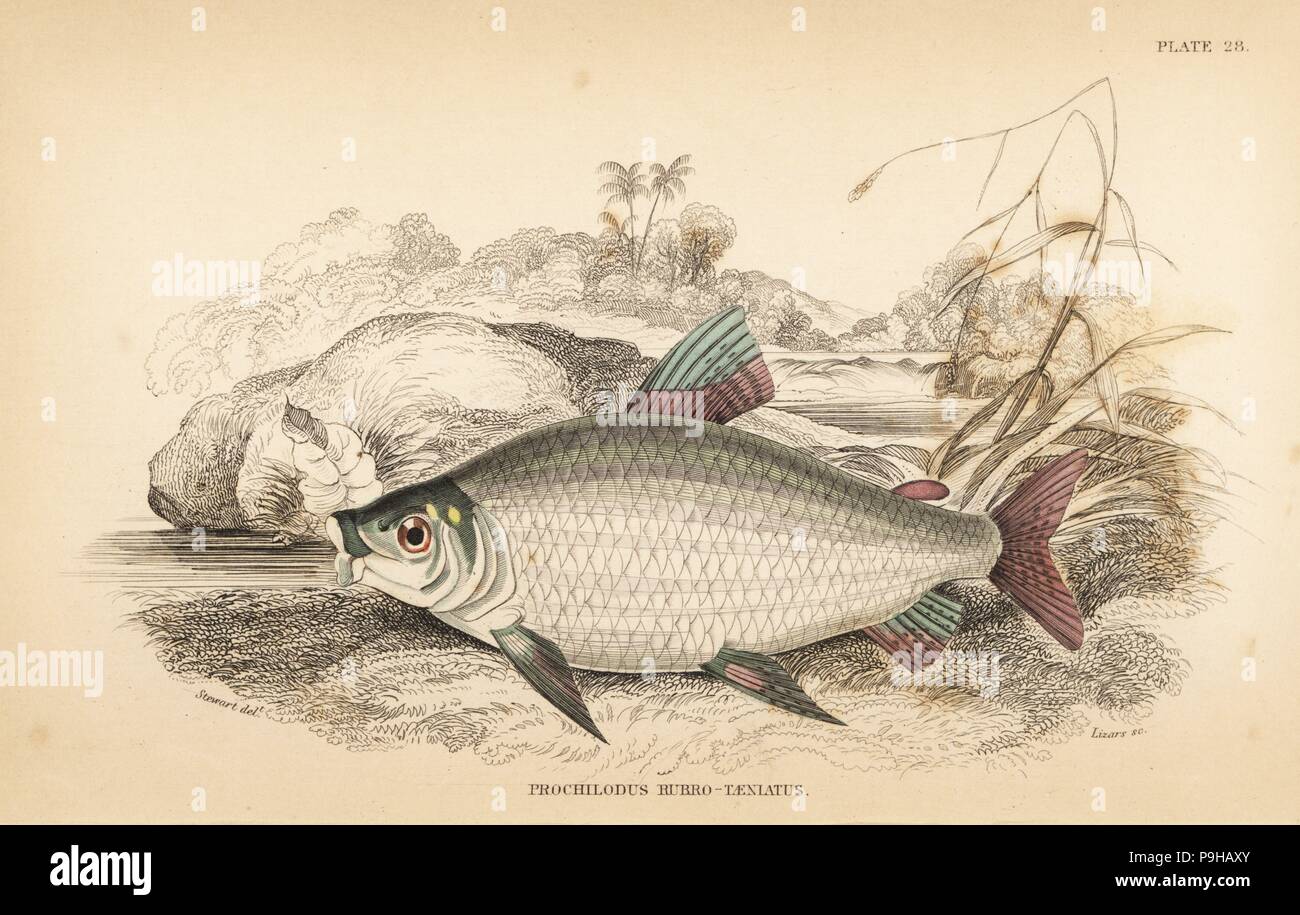 Bocachico or koulimata, Prochilodus rubrotaeniatus (Pale red-streaked salmon carp, Prochilodus rubro-taeniatus). Handcoloured steel engraving by W.H. Lizars after an illustration by James Stewart from Robert Schomburgk's Fishes of Guiana, part of Sir William Jardine's Naturalist's Library: Ichthyology, Edinburgh, 1841. Stock Photo