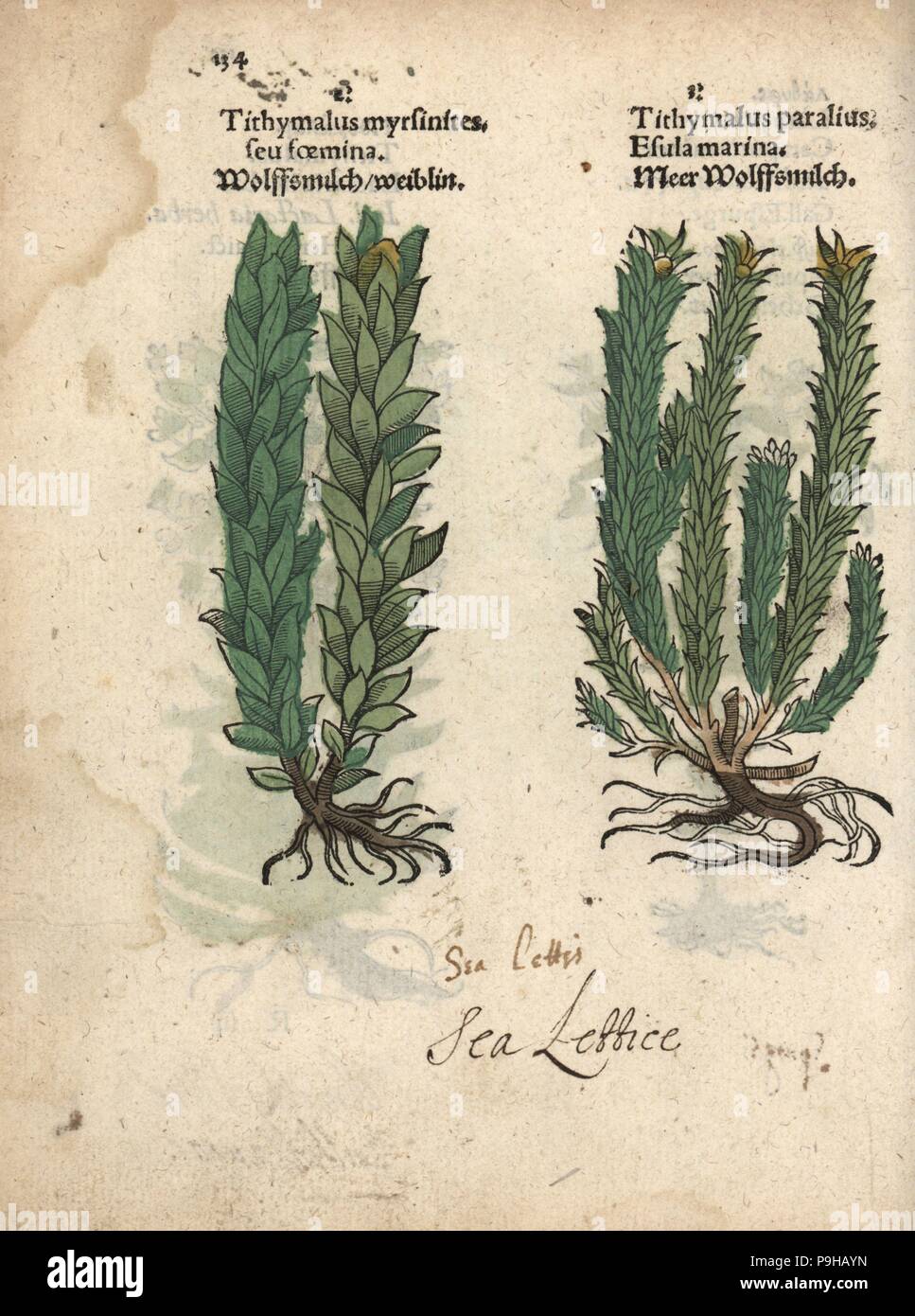 Myrtle spurge, Euphorbia myrsinites, and sea spurge, Euphorbia paralias. Handcoloured woodblock engraving of a botanical illustration from Adam Lonicer's Krauterbuch, or Herbal, Frankfurt, 1557. This from a 17th century pirate edition or atlas of illustrations only, with captions in Latin, Greek, French, Italian, German, and in English manuscript. Stock Photo