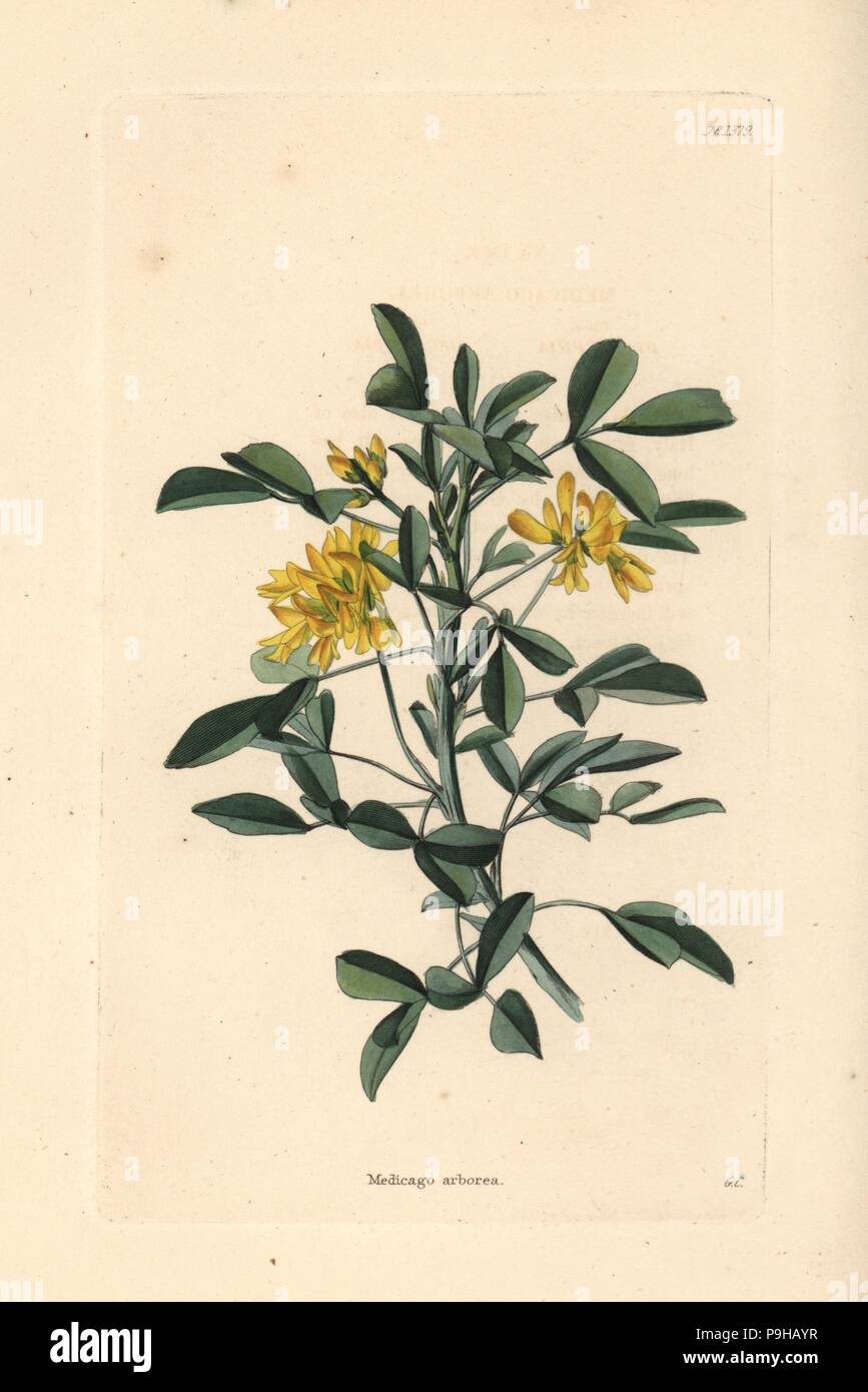 Moon trefoil or shrub medick, Medicago arborea. Handcoloured copperplate engraving by George Cooke from Conrad Loddiges' Botanical Cabinet, Hackney, 1828. Stock Photo