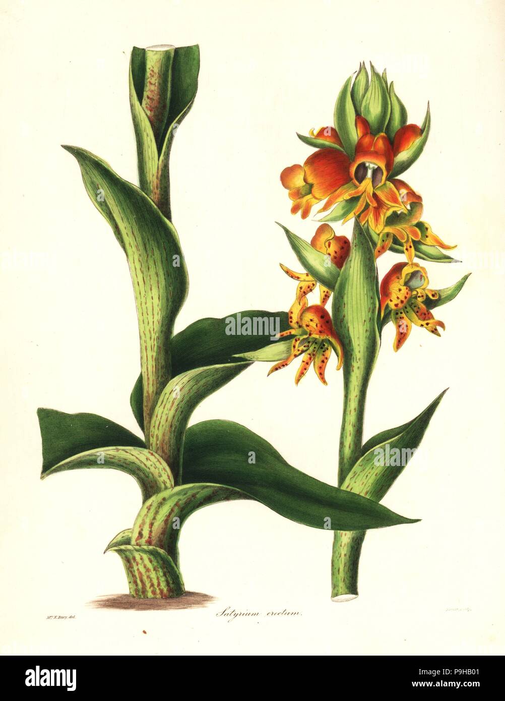 Satyrium coriifolium orchid (Upright satyrium, Satyrium erectum). Handcoloured copperplate engraving by S. Nevitt after a botanical illustration by Mrs Priscilla Bury from Benjamin Maund and the Rev. John Stevens Henslow's The Botanist, London, 1836. Stock Photo