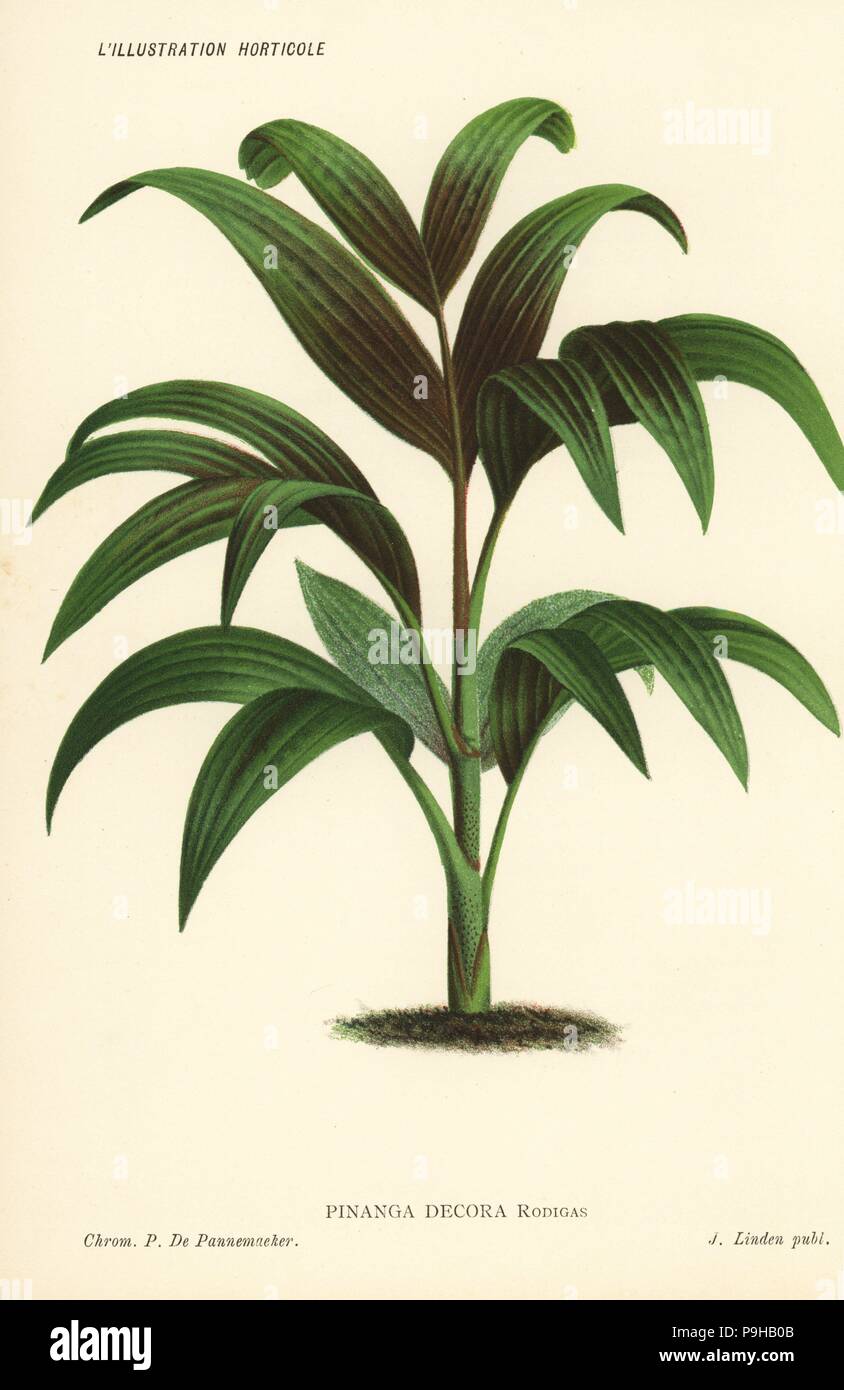Pinanga decora palm tree. Chromolithograph by Pieter de Pannemaeker from Jean Linden's l'Illustration Horticole, Brussels, 1885. Stock Photo