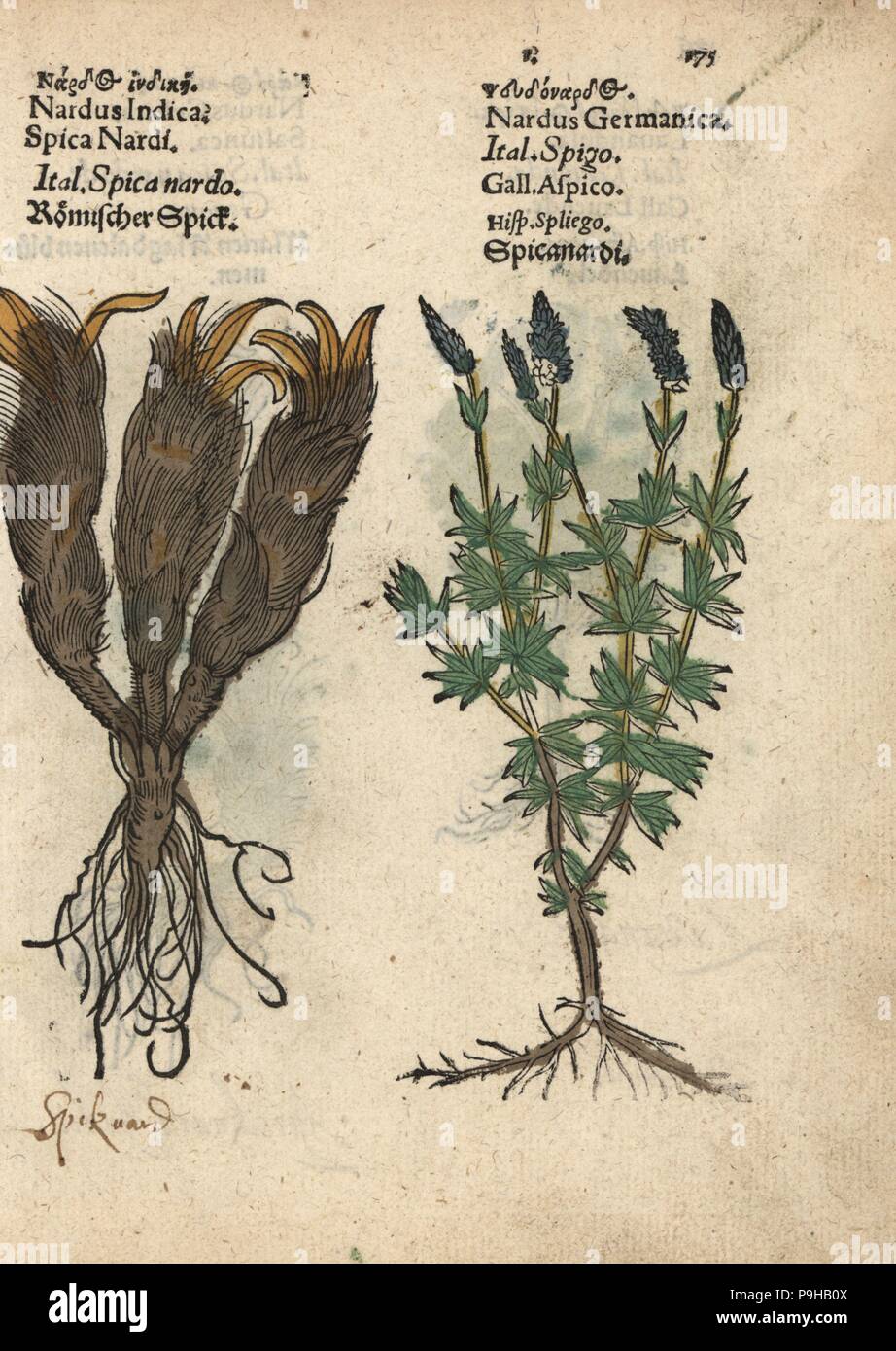 Nardostachys jatamansi hires stock photography and images Alamy