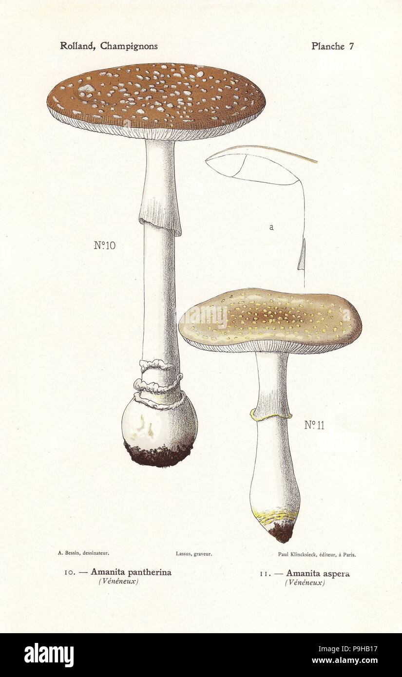 Panther cap mushroom, Amanita pantherina, and Amanita franchetii (Amanita aspera). Poisonous mushrooms. Chromolithograph by Lassus after an illustration by A. Bessin from Leon Rolland's Guide to Mushrooms from France, Switzerland and Belgium, Atlas des Champignons, Paul Klincksieck, Paris, 1910. Stock Photo