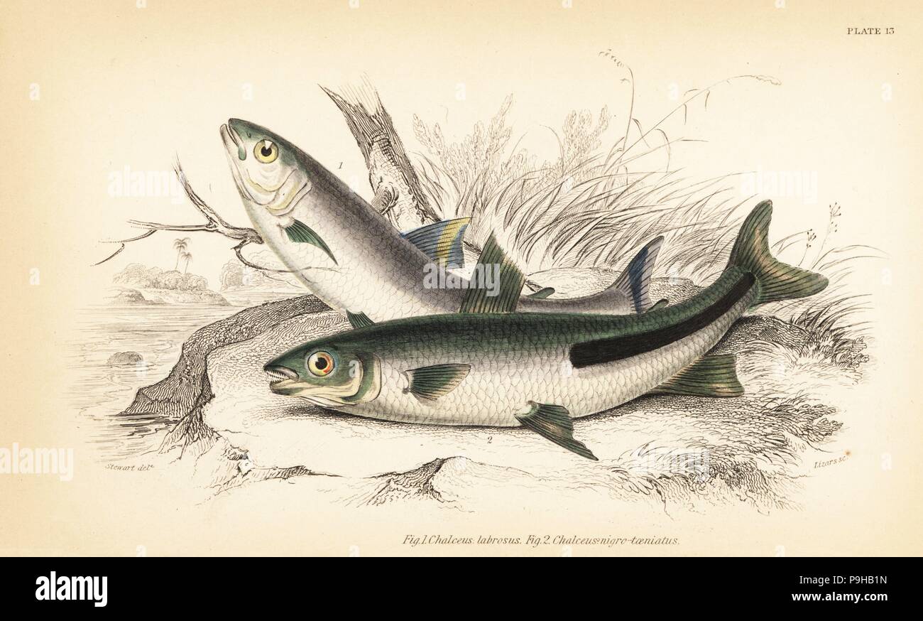 South American trout, Brycon falcatus (thick-lipped chalceus, Chalceus labrosus) 1, and halfline leporinus, Leporinus nigrotaeniatus (black-striped chalceus, Chalceus nigro-taeniatus) 2. Handcoloured steel engraving by W.H. Lizars after an illustration by James Stewart from Robert Schomburgk's Fishes of Guiana, part of Sir William Jardine's Naturalist's Library: Ichthyology, Edinburgh, 1841. Stock Photo