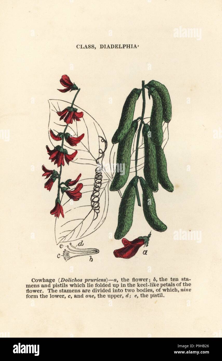 Velvet bean, Mucuna pruriens (Cowhage, Dolichos pruriens). Handcoloured woodblock engravings from James Main's Popular Botany, Orr and Smith, London, 1835. James Main (1775-1846) was a Scottish gardener, botanist and writer. Stock Photo