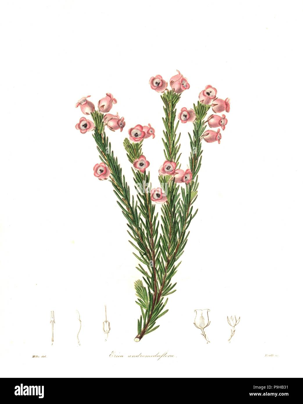 Erica holosericea (Andromeda-flowered heath, Erica andromediflora). Handcoloured copperplate engraving by S. Nevitt after a botanical illustration by Mills from Benjamin Maund and the Rev. John Stevens Henslow's The Botanist, London, 1836. Stock Photo