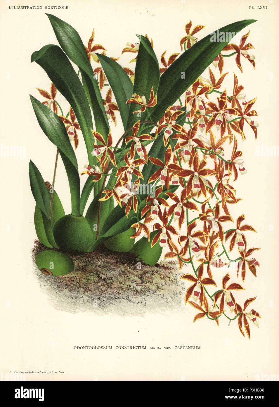 Oncidium constrictum orchid (Odontoglossum constrictum var. castaneum). Drawn and chromolithographed by Pieter de Pannemaeker from Jean Linden's l'Illustration Horticole, Brussels, 1888. Stock Photo