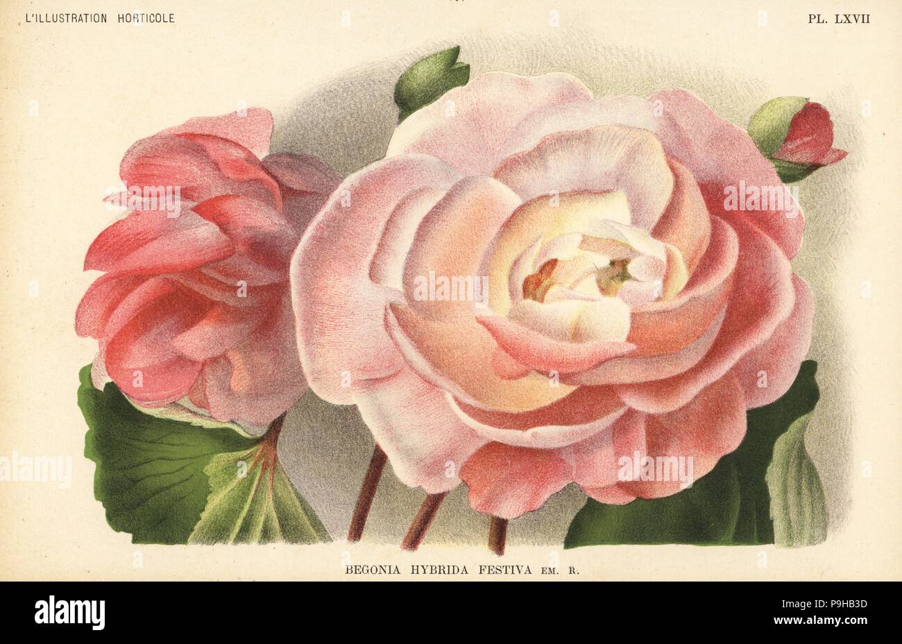 Begonia hybrid raised by F. Crousse of Nancy, Begonia hybrida festiva. Chromolithograph by Pieter de Pannemaeker after an illustration by J. de Bosschere from Jean Linden's l'Illustration Horticole, Brussels, 1896. Stock Photo