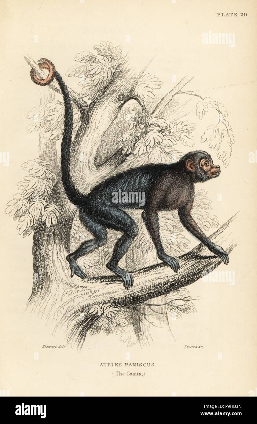 Red-faced spider monkey, Ateles paniscus (Coaita). Vulnerable