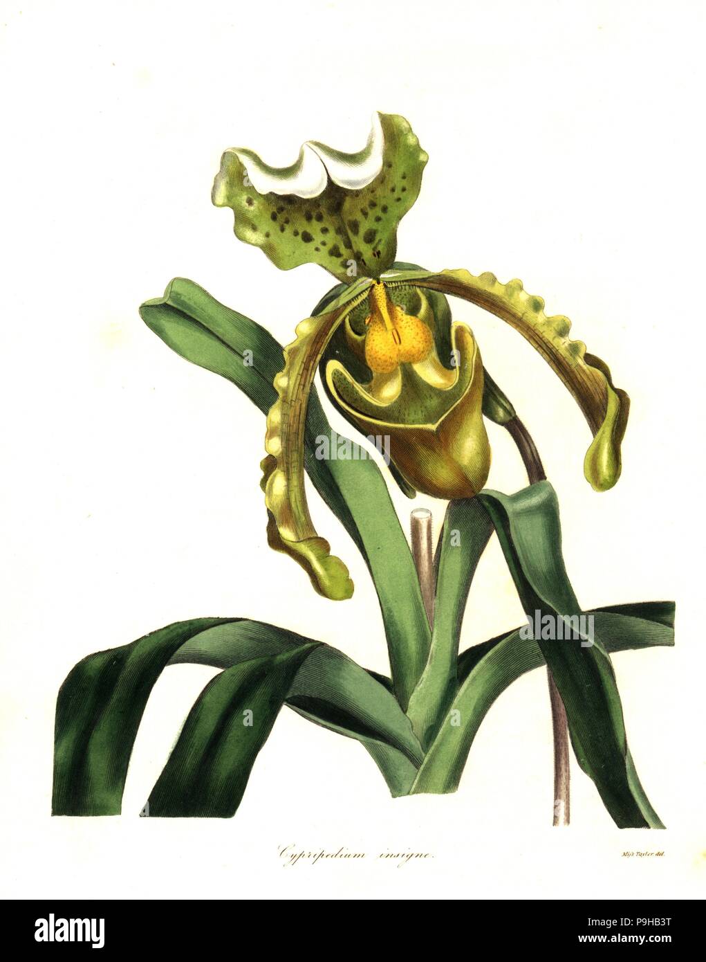 Paphiopedilum insigne orchid (Remarkable cypripedium, Cypripedium insigne). Handcoloured copperplate engraving after a botanical illustration by Miss Jane Taylor from Benjamin Maund and the Rev. John Stevens Henslow's The Botanist, London, 1836. Stock Photo