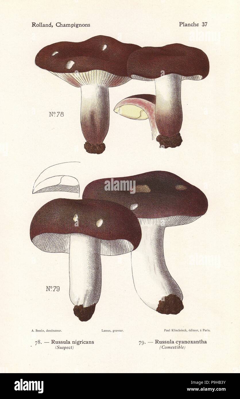 Blackening brittlegill, Russula nigricans, and charcoal burner, Russula cyanoxantha. Chromolithograph by Lassus after an illustration by A. Bessin from Leon Rolland's Guide to Mushrooms from France, Switzerland and Belgium, Atlas des Champignons, Paul Klincksieck, Paris, 1910. Stock Photo