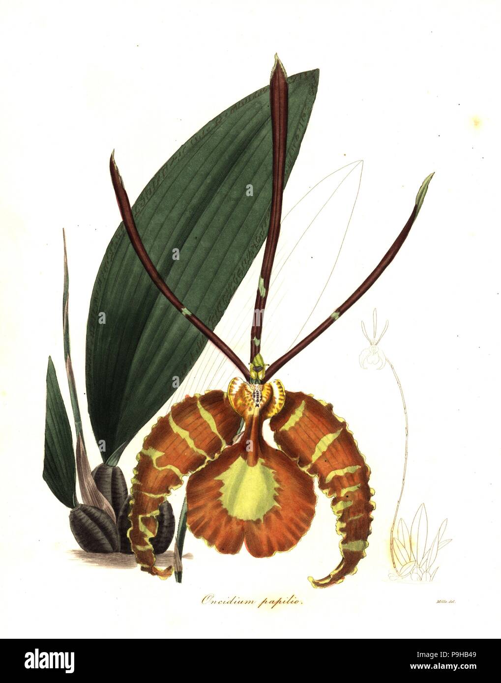 Butterfly orchid, Psychopsis papilio (Butterfly oncidium, Oncidium papilio). Handcoloured copperplate engraving by Watts after a botanical illustration by Mills from Benjamin Maund and the Rev. John Stevens Henslow's The Botanist, London, 1836. Stock Photo