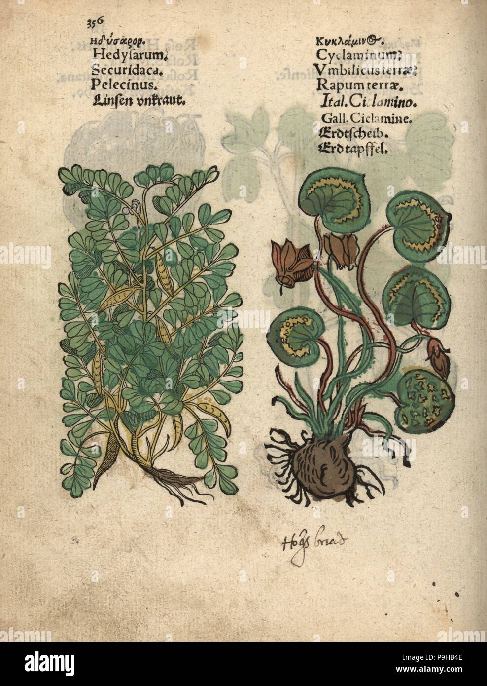 Crownvetch, Securigera securidaca, and Greek cyclamen, Cyclamen graecum. Handcoloured woodblock engraving of a botanical illustration from Adam Lonicer's Krauterbuch, or Herbal, Frankfurt, 1557. This from a 17th century pirate edition or atlas of illustrations only, with captions in Latin, Greek, French, Italian, German, and in English manuscript. Stock Photo