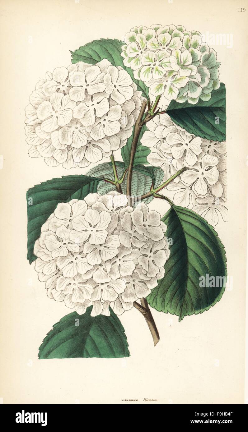 Japanese snowball or crimped Gueldres rose, Viburnum plicatum. Handcoloured copperplate engraving from John Lindley and Robert Sweet's Ornamental Flower Garden and Shrubbery, G. Willis, London, 1854. Stock Photo
