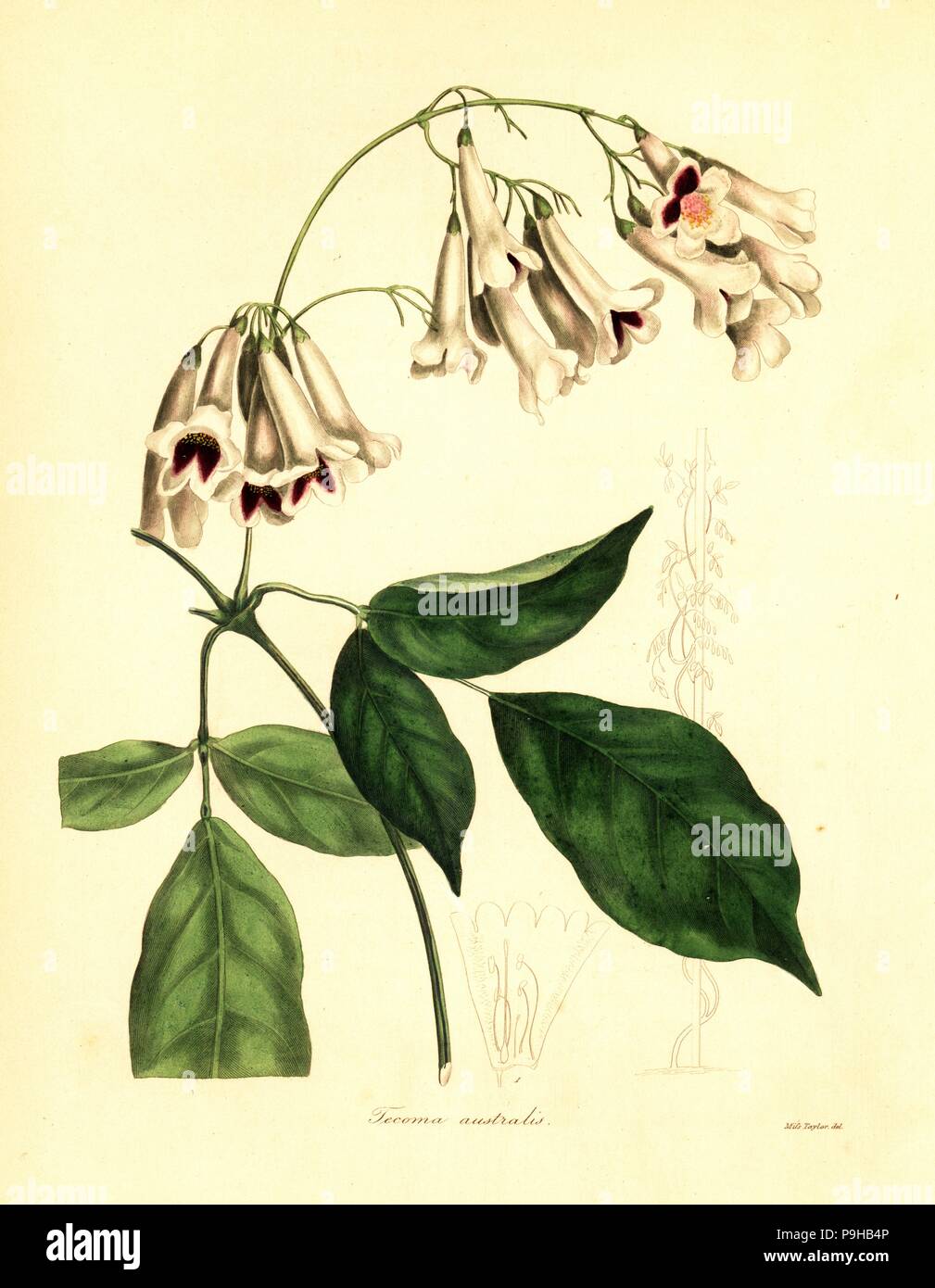 Wonga Wonga vine, Pandorea pandorana (Southern tecoma, Tecoma australis). Handcoloured copperplate engraving after a botanical illustration by Miss Jane Taylor from Benjamin Maund and the Rev. John Stevens Henslow's The Botanist, London, 1836. Stock Photo