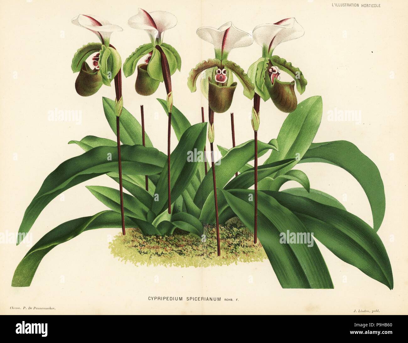 Paphiopedilum spicerianum orchid (Cypripedium spicerianum). Chromolithograph by P. de Pannemaeker from Jean Linden's l'Illustration Horticole, Brussels, 1883. Stock Photo