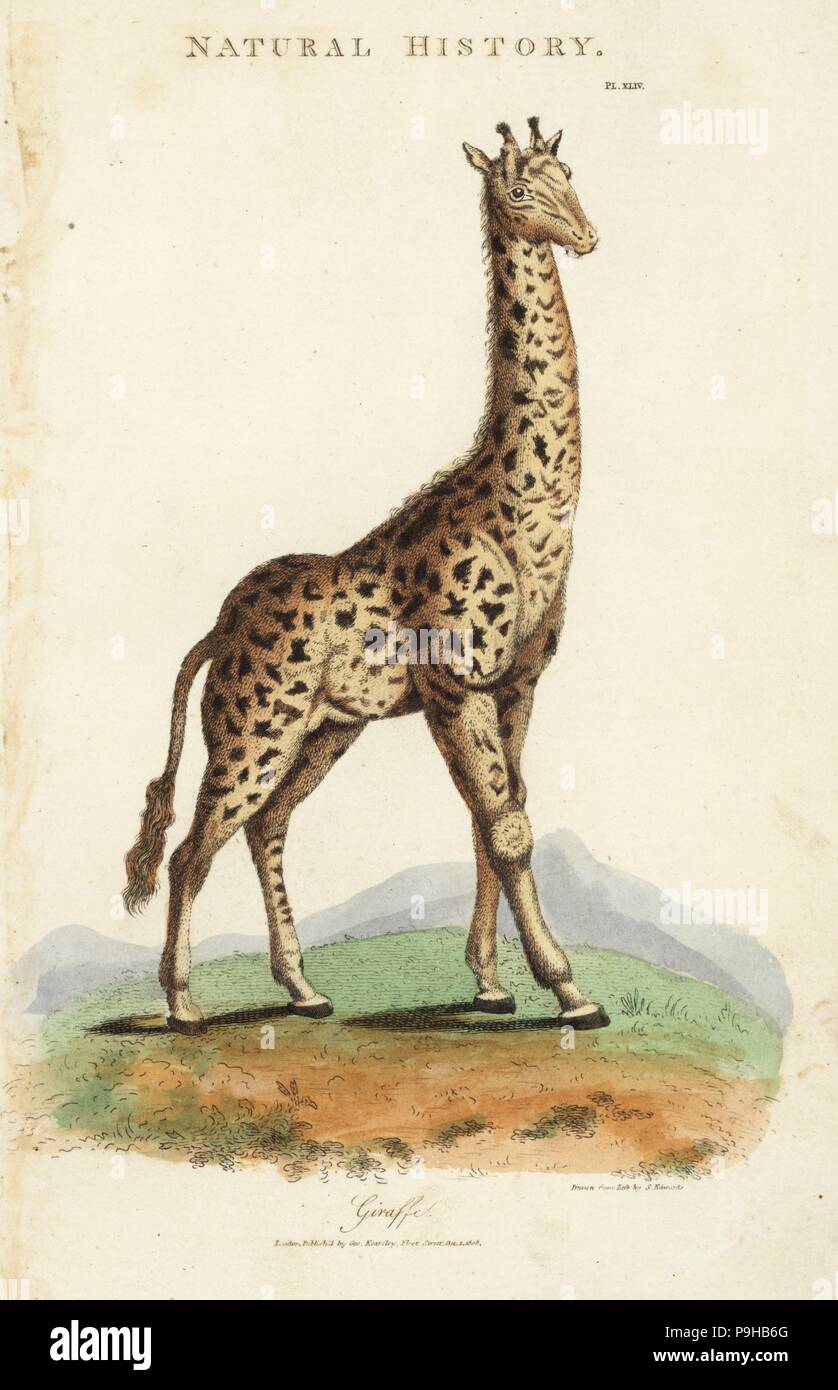 Giraffe, Giraffa camelopardalis. Handcoloured copperplate engraving after Sydenham Edwards from John Mason Good's Pantologia, a New Encyclopedia, G. Kearsley, London, 1813. Stock Photo