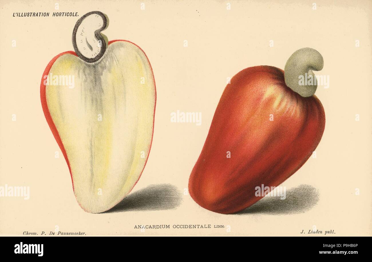 Cashew nut, Anacardium occidentale. Chromolithograph by Pieter de Pannemaeker from Jean Linden's l'Illustration Horticole, Brussels, 1885. Stock Photo